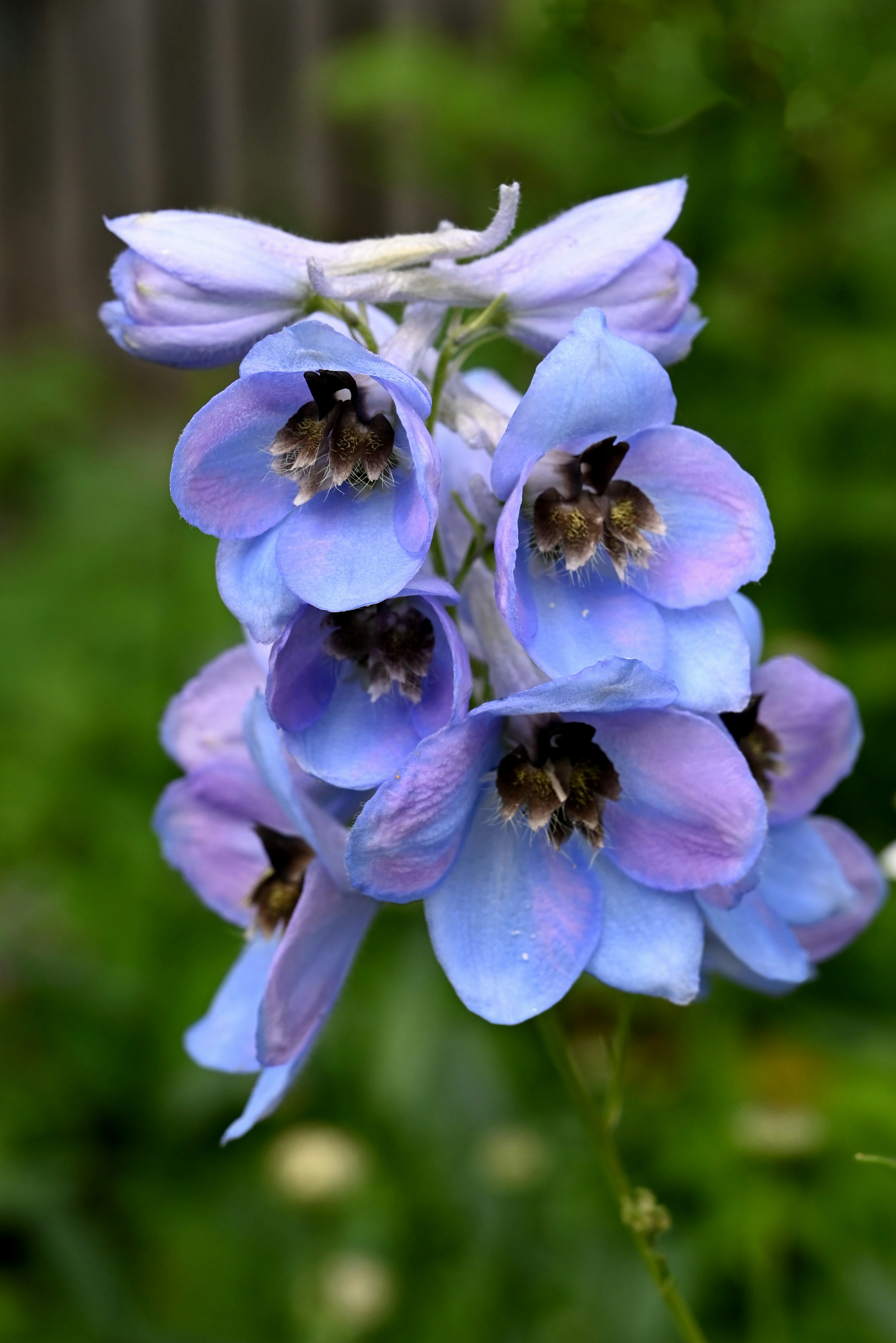 a close up of a blue flower with a bee on it