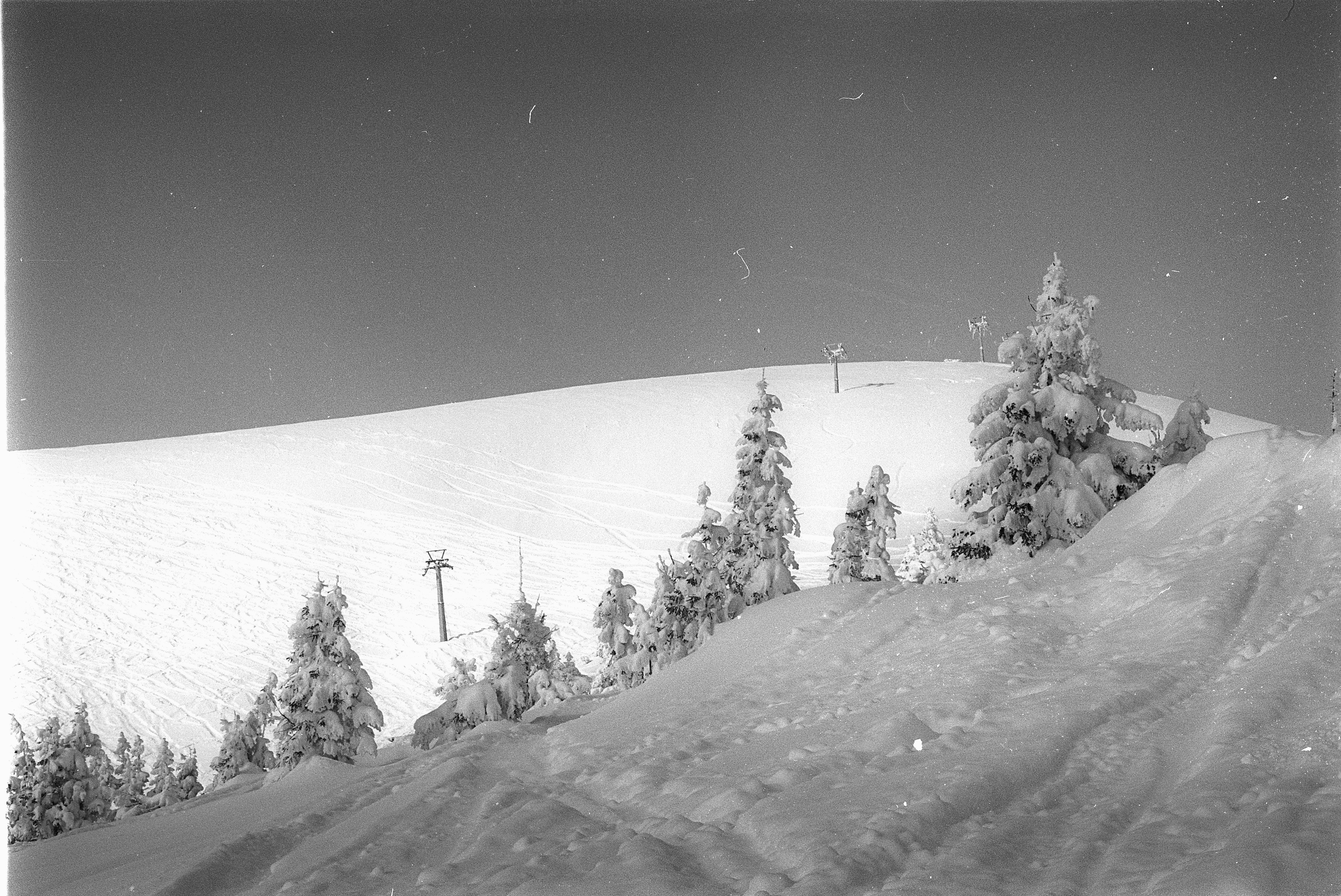 Photo by mcmortygreen