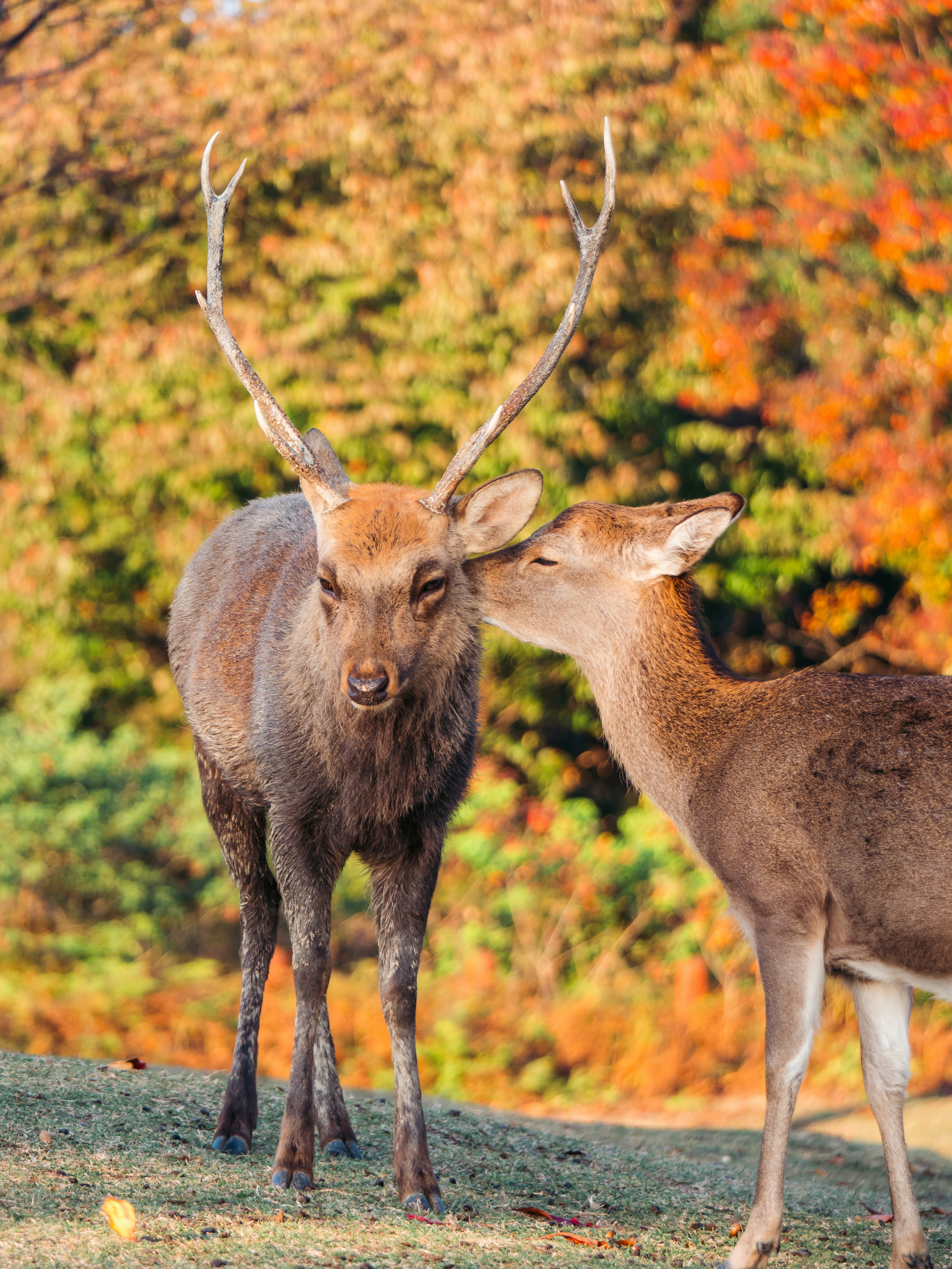 Photo by boomitskota