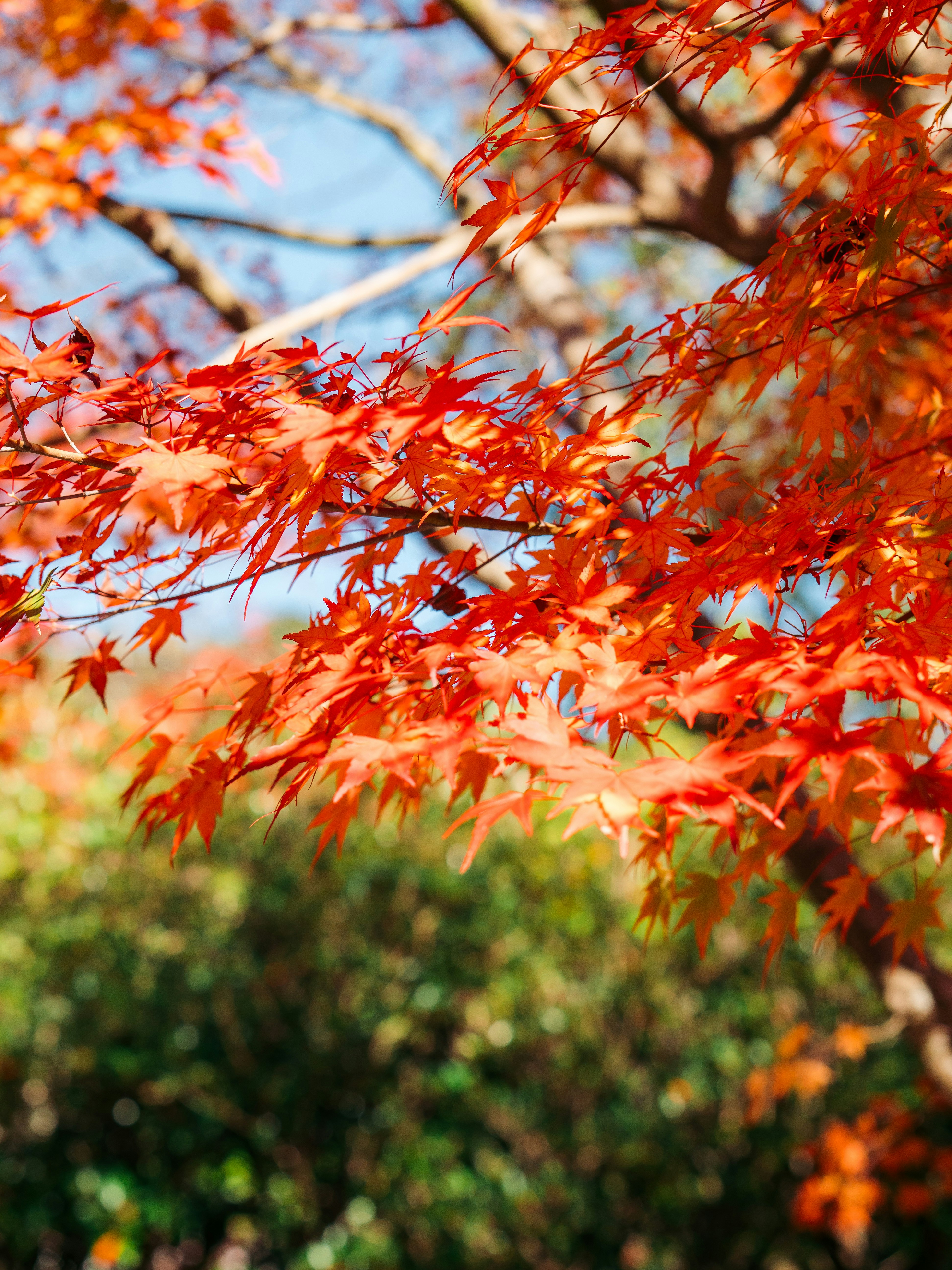 Photo by boomitskota