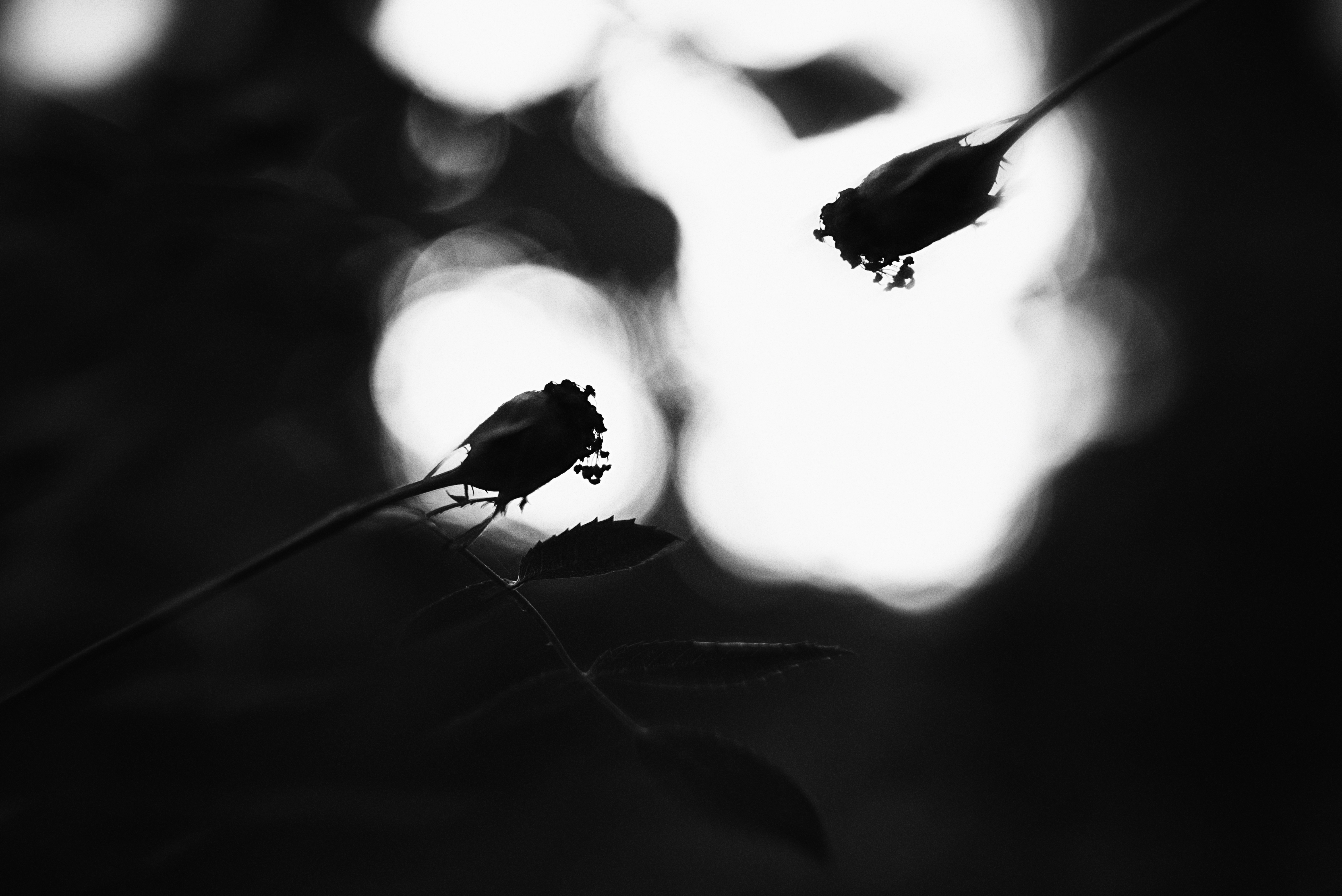 a black and white photo of a single flower