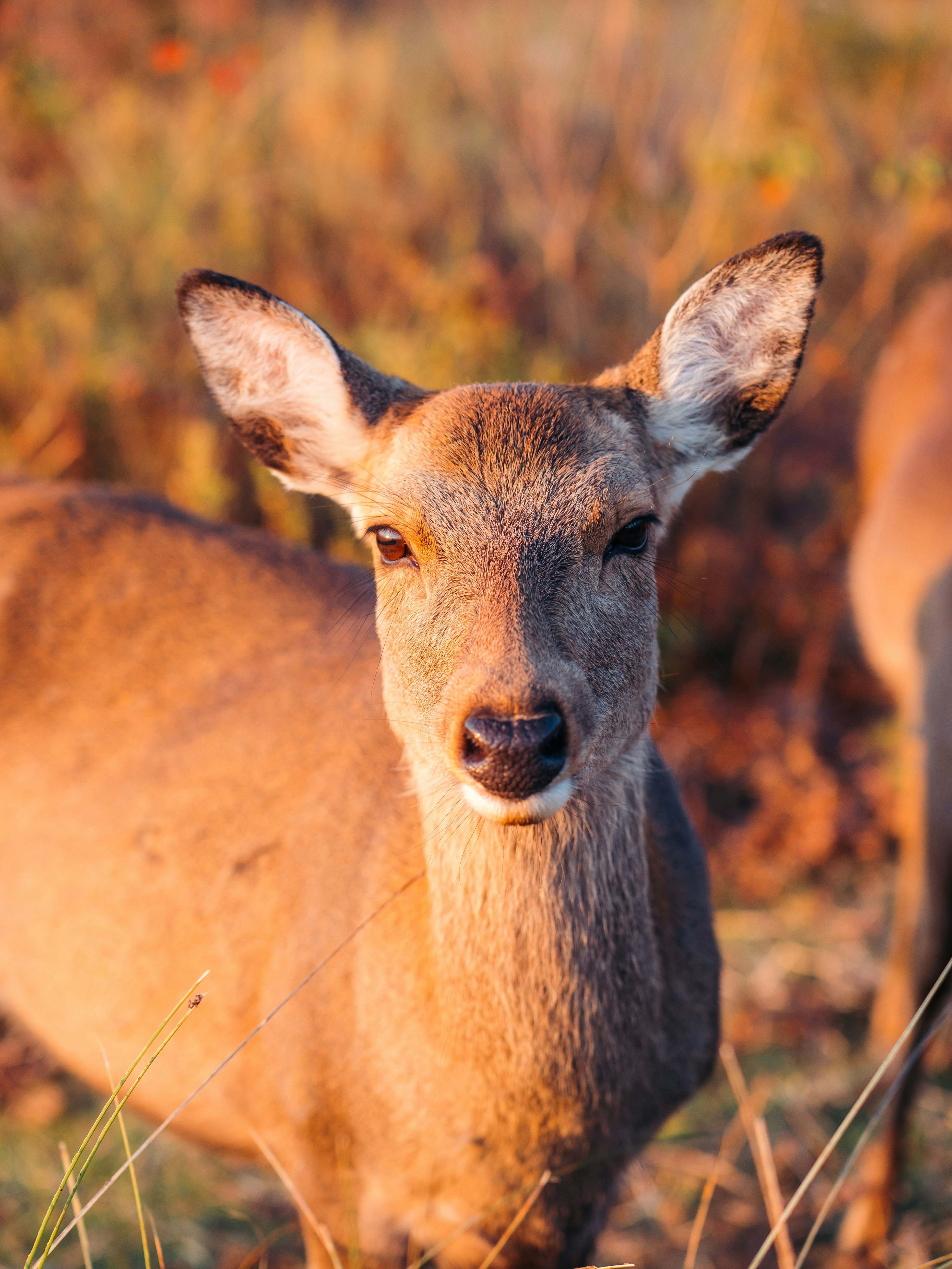 Photo by boomitskota