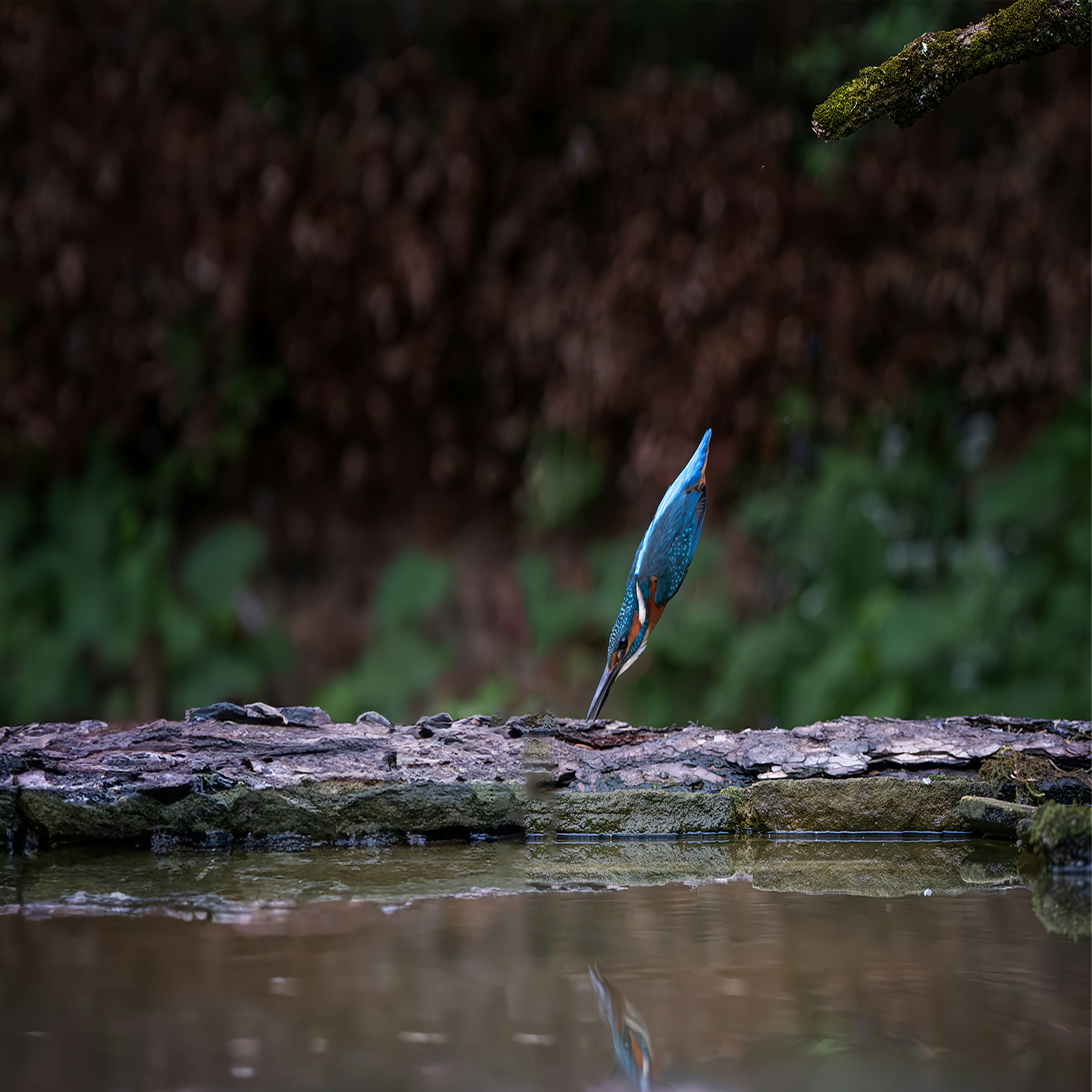 Small Blue Bird Standing on a Log