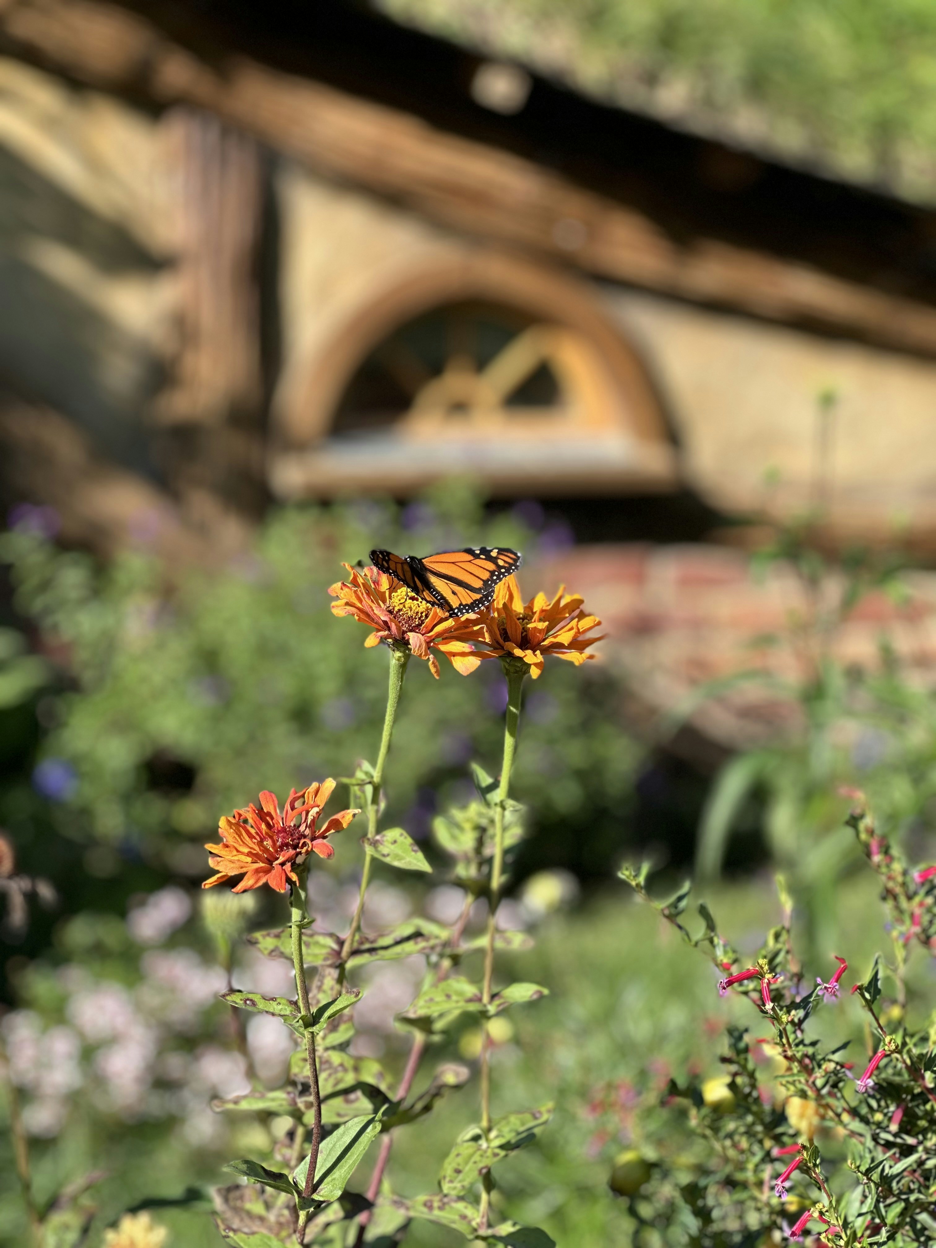 un papillon assis sur une fleur jaune
