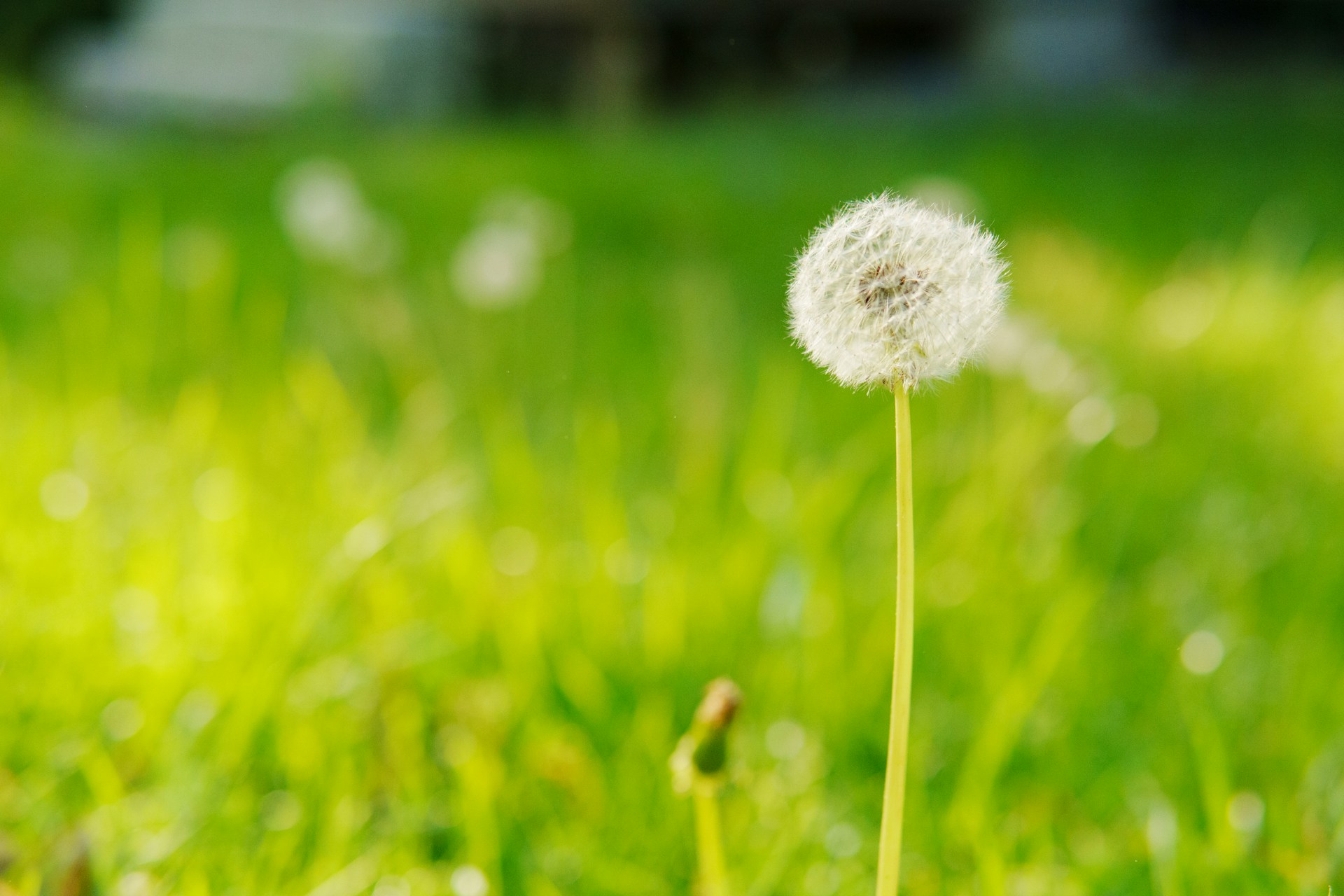 a dandelion in the middle of a grassy field