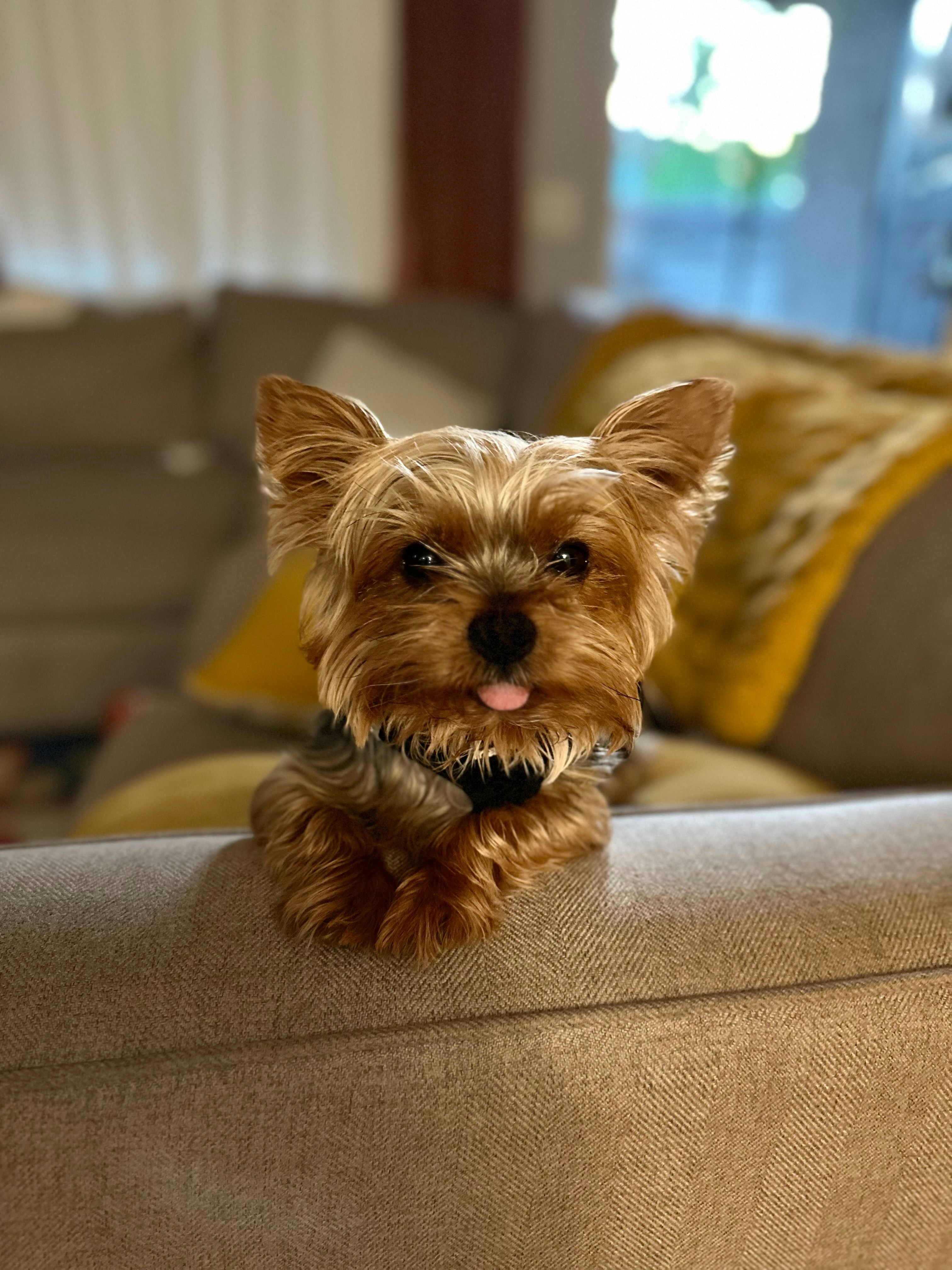 A small brown dog sitting on top of a couch photo – Free Dog Image on ...