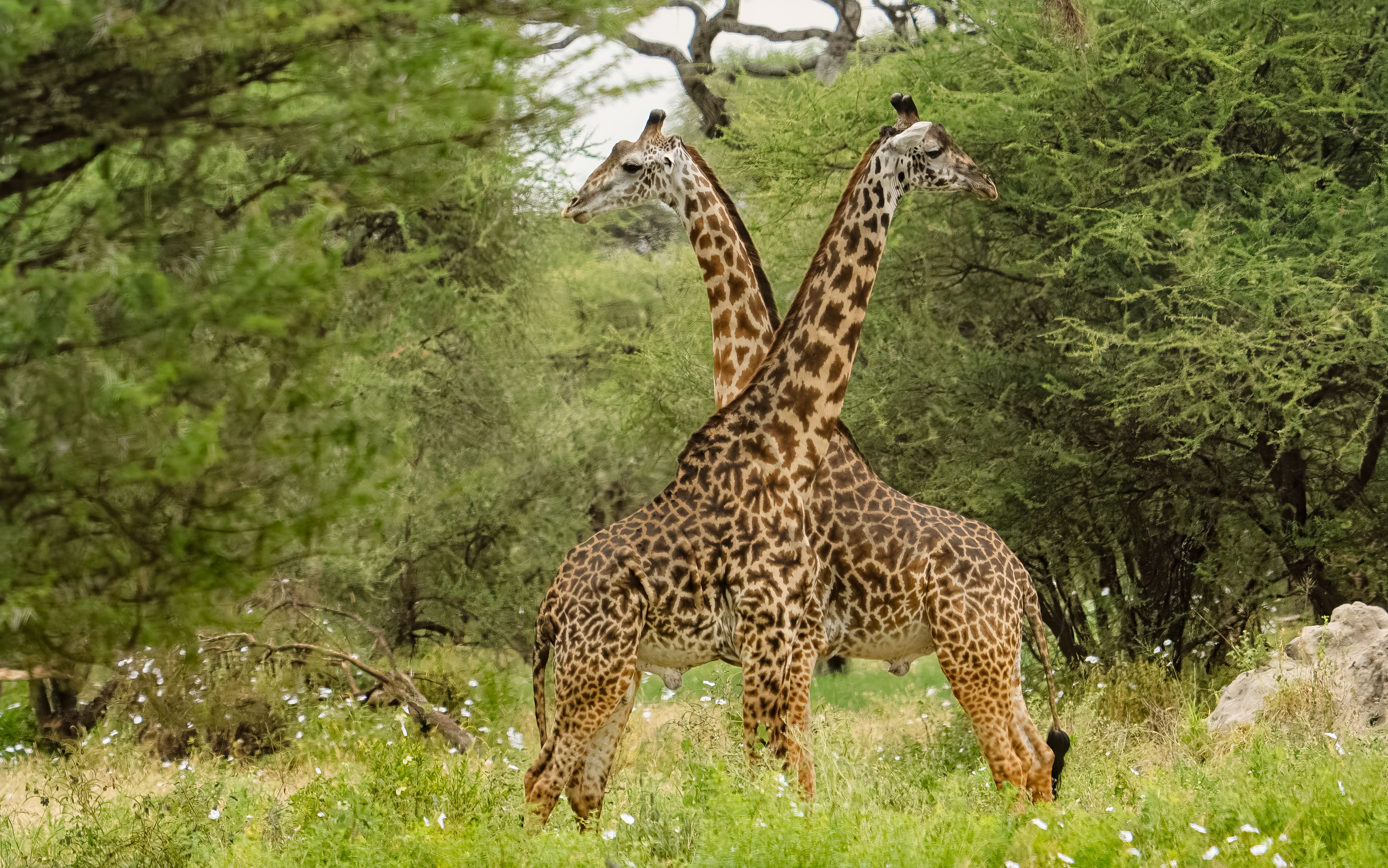 Genetic Bottlenecks: When Diversity Disappears (image credits: unsplash)