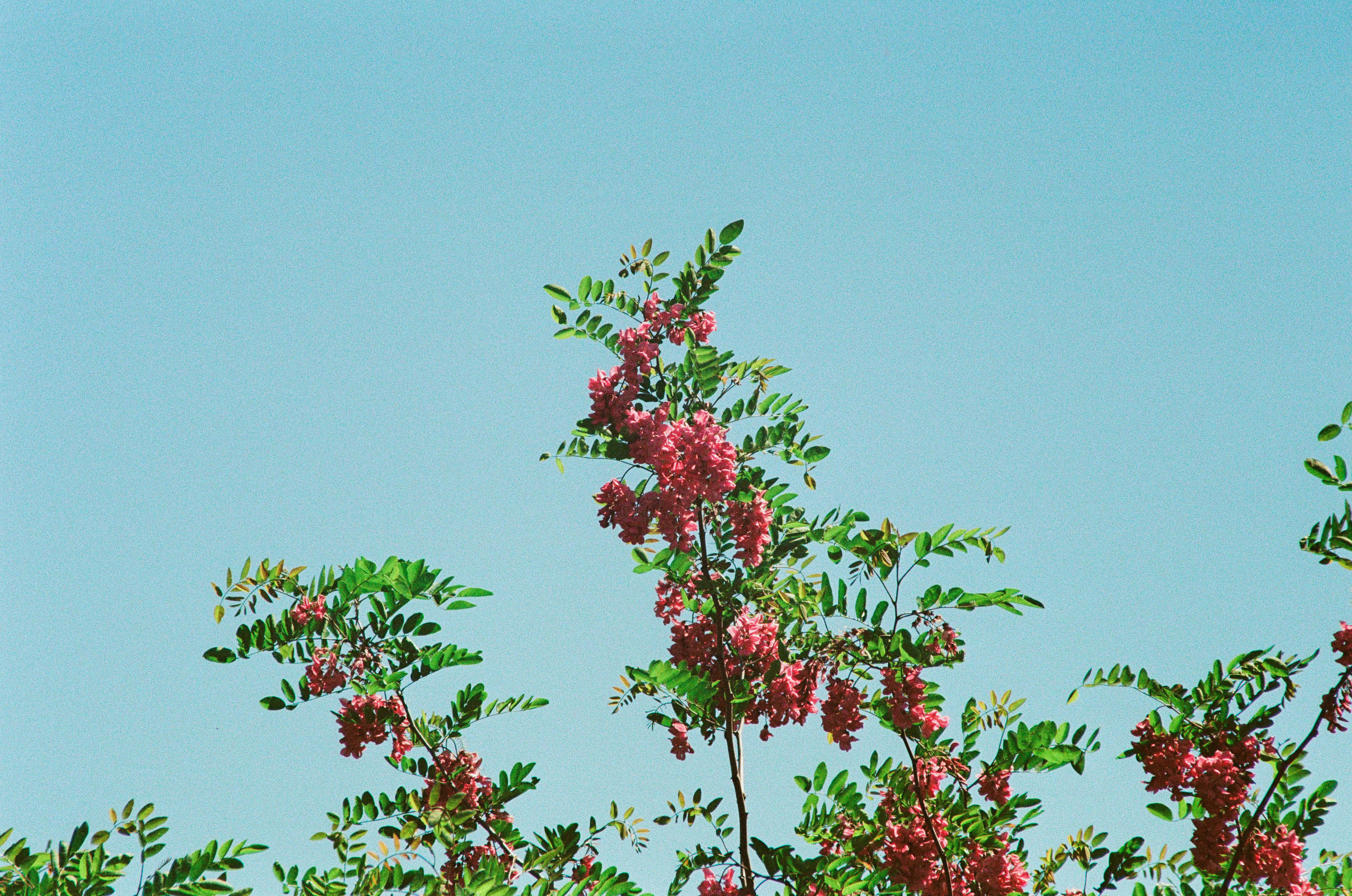 a bird is perched on a tree branch