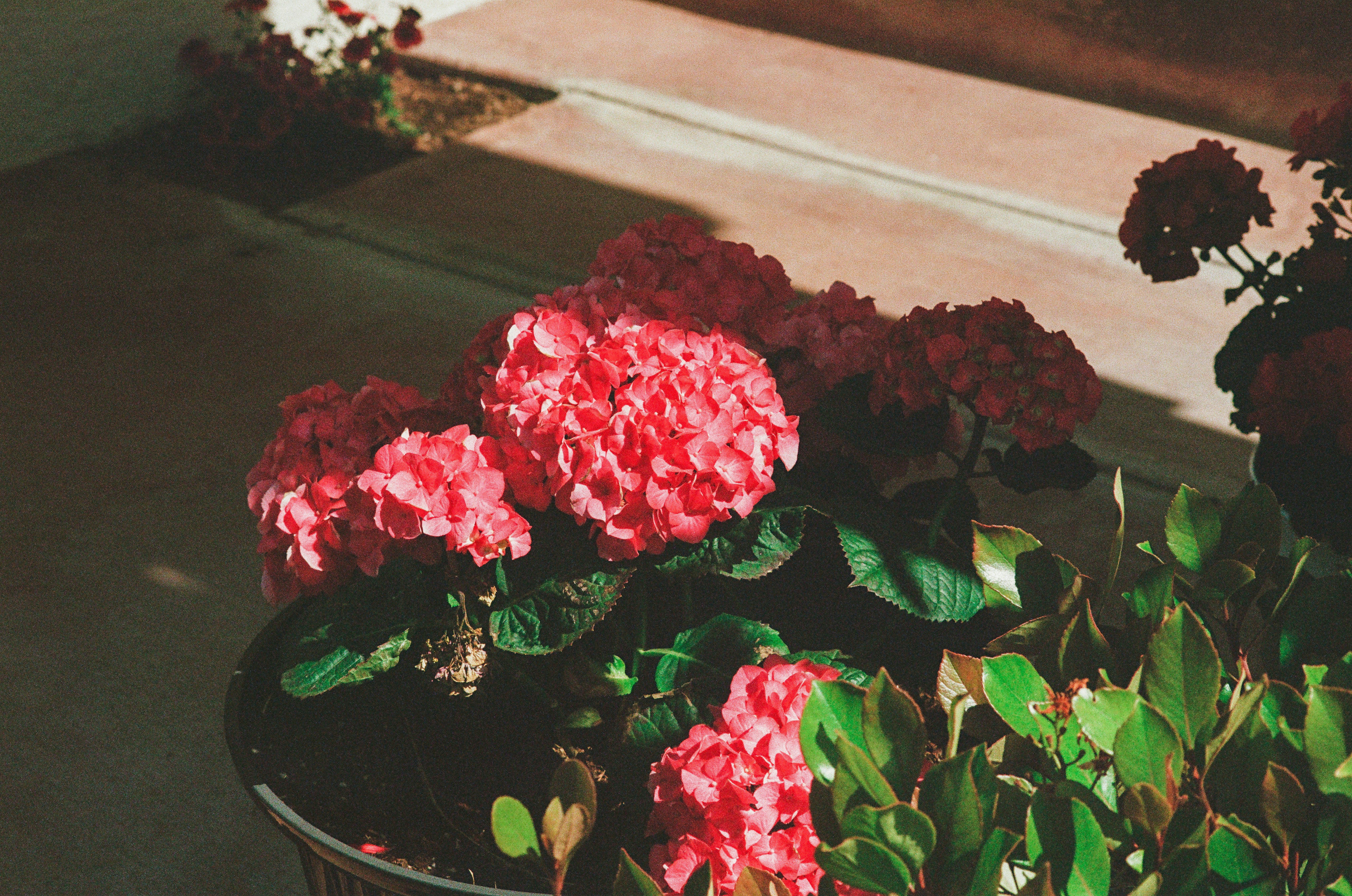 a bunch of flowers that are in a pot
