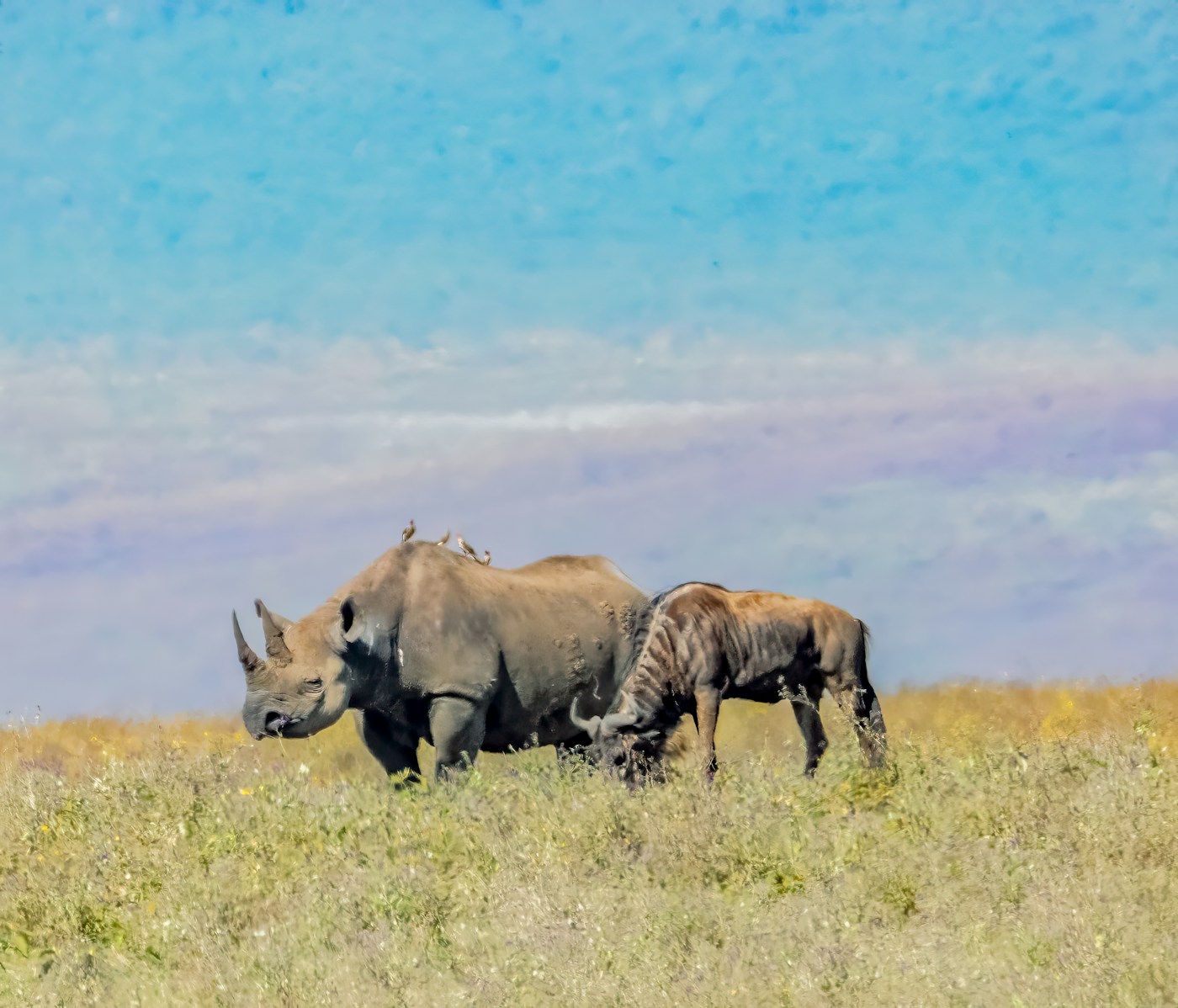 One of the crater's last black rhinos