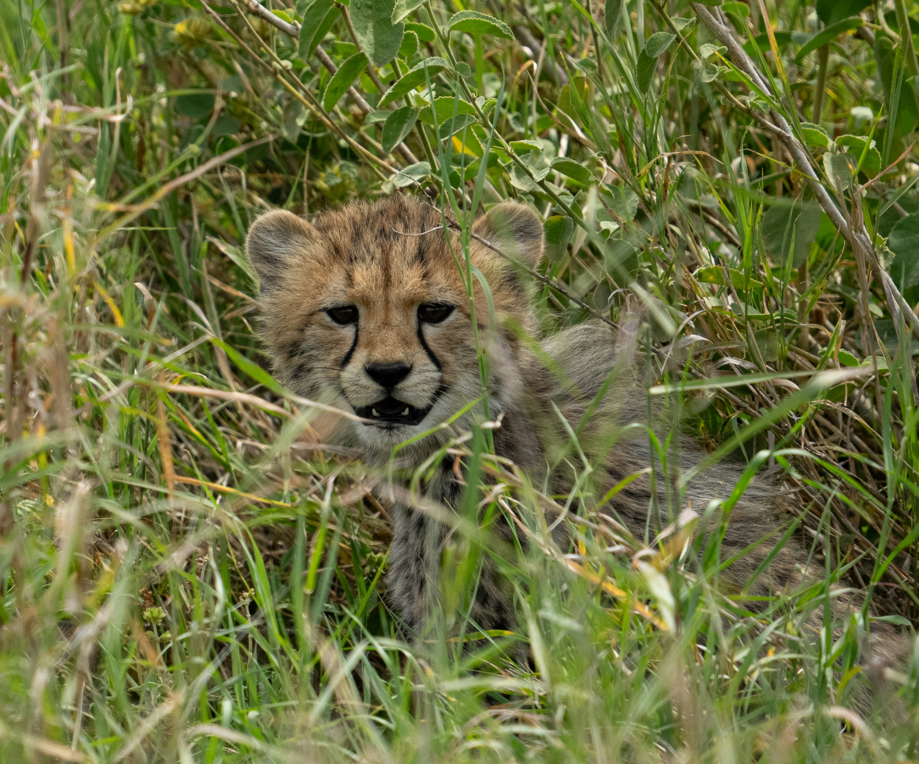4. Small Wildcats Find a Niche in Africa (image credits: unsplash)