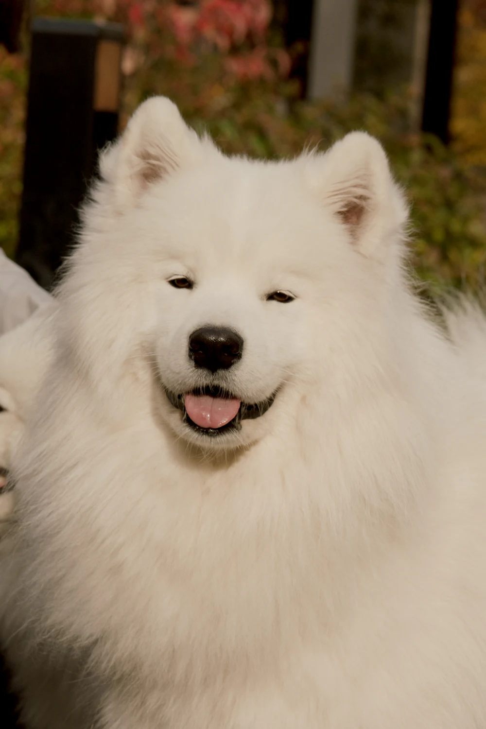 Samoyed, photo 5