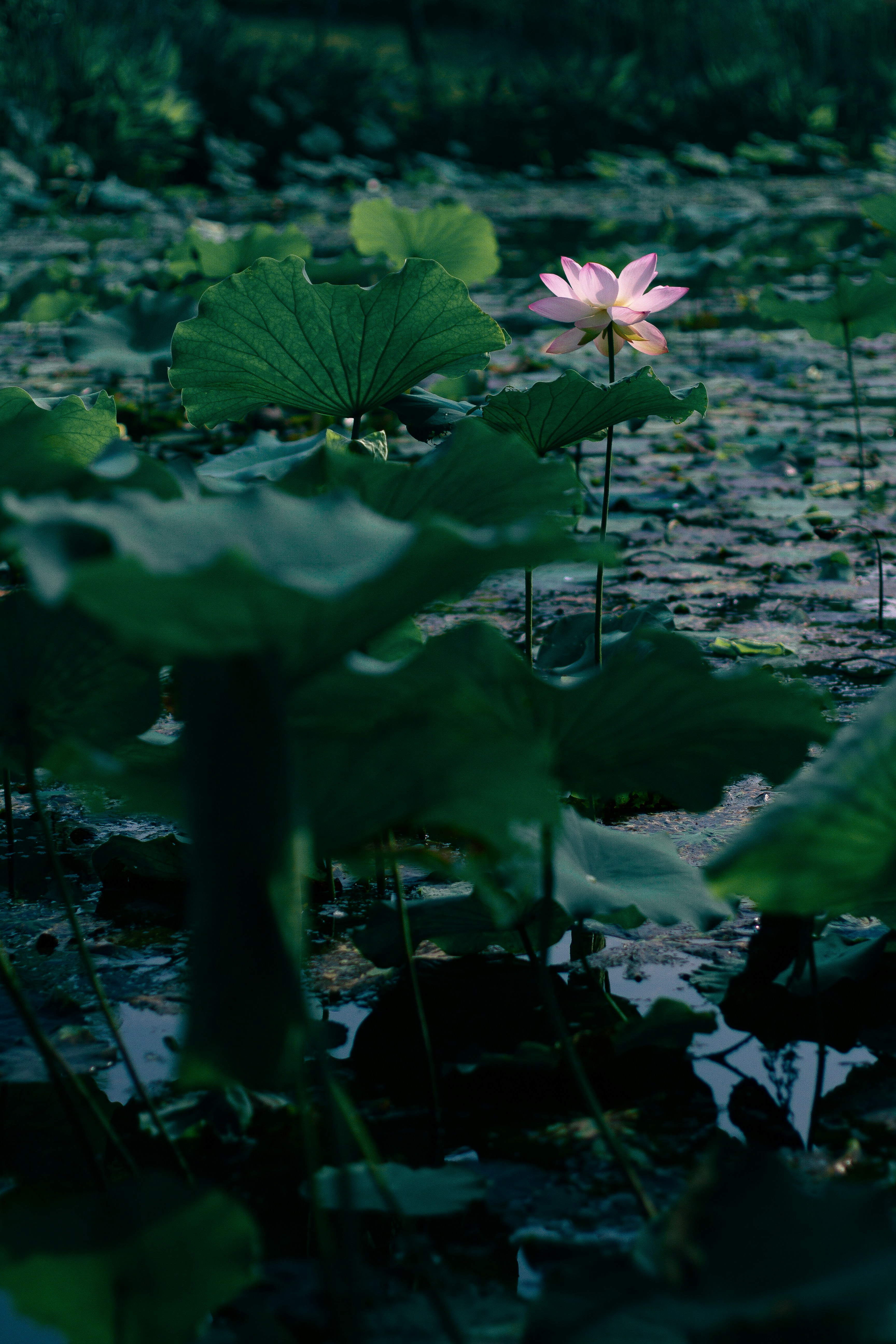 Photo by shisong