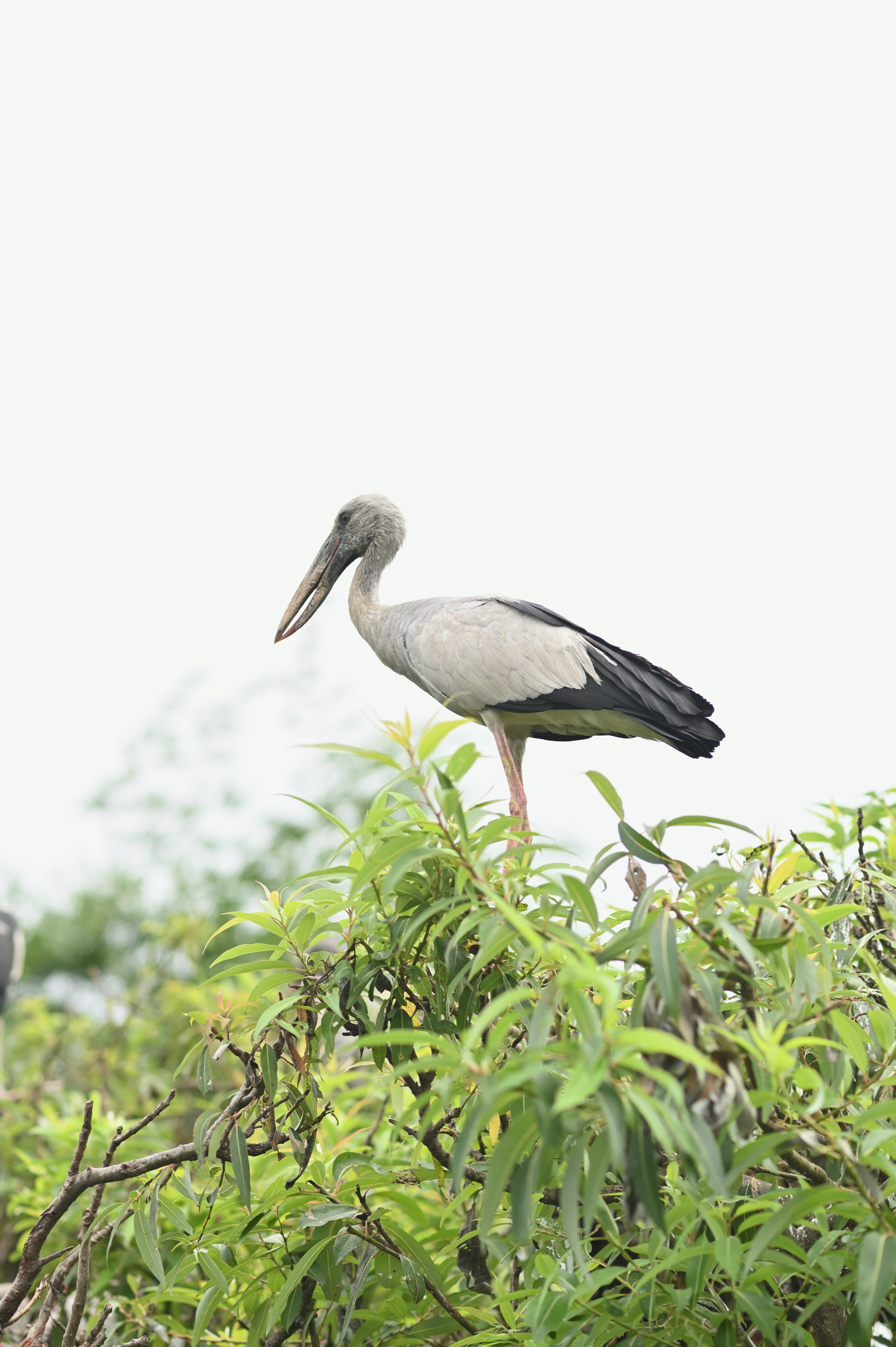 a large bird standing on top of a lush green tree