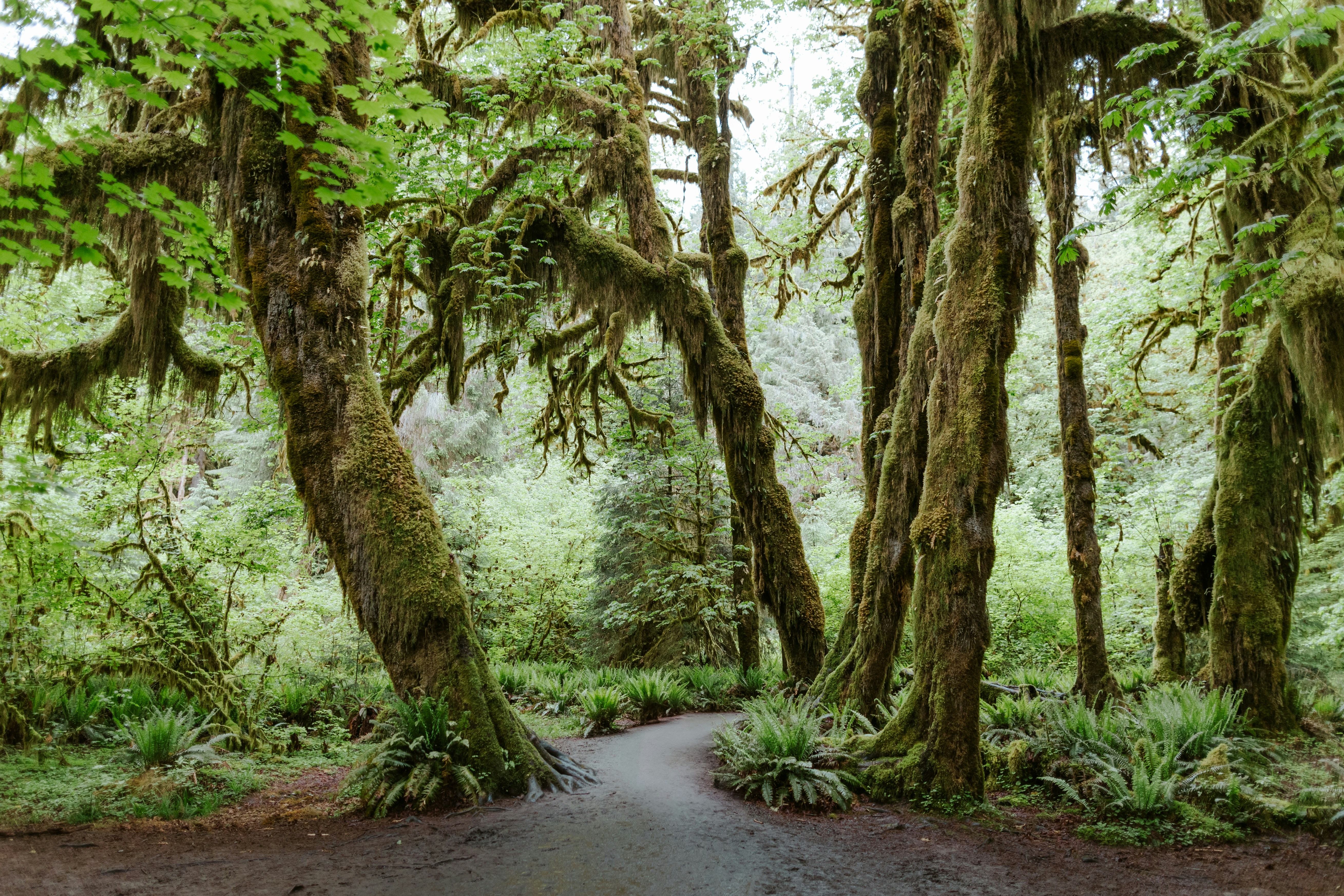 The famous Hall of Mosses Trail within the Hoh Rainforest at Olympic National Park.