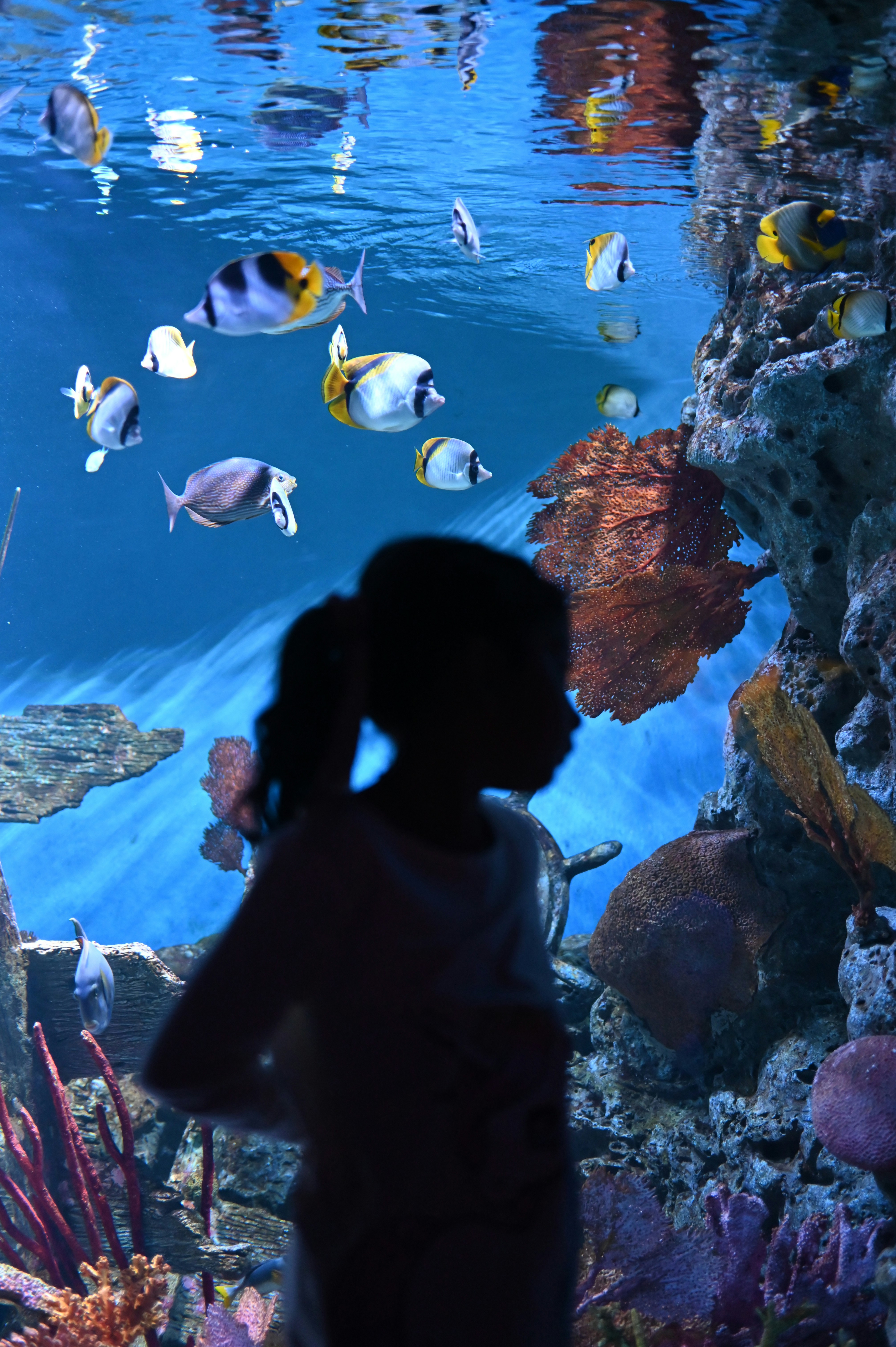 a little girl looking at a fish tank