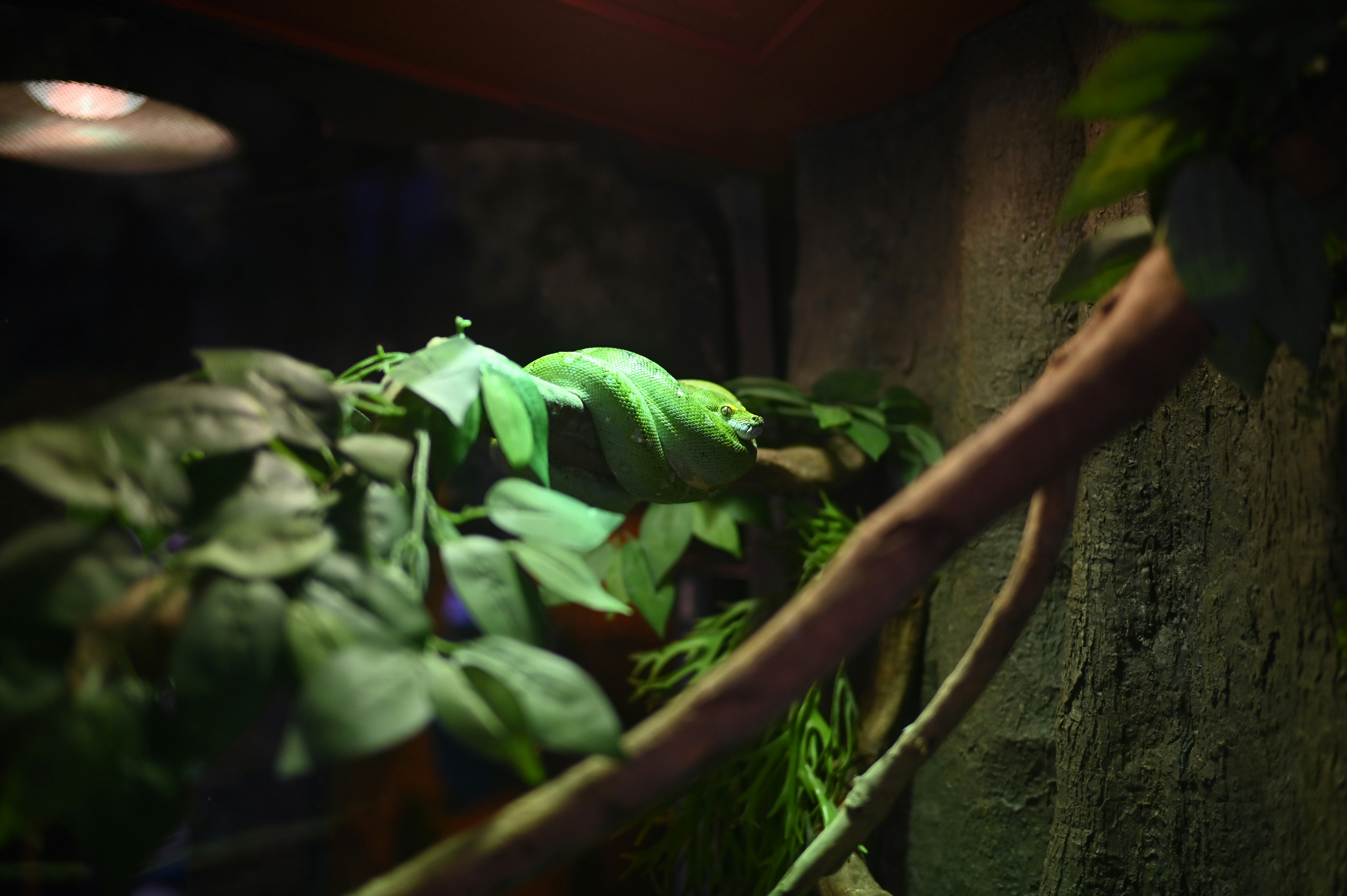 a large green lizard sitting on top of a lush green plant