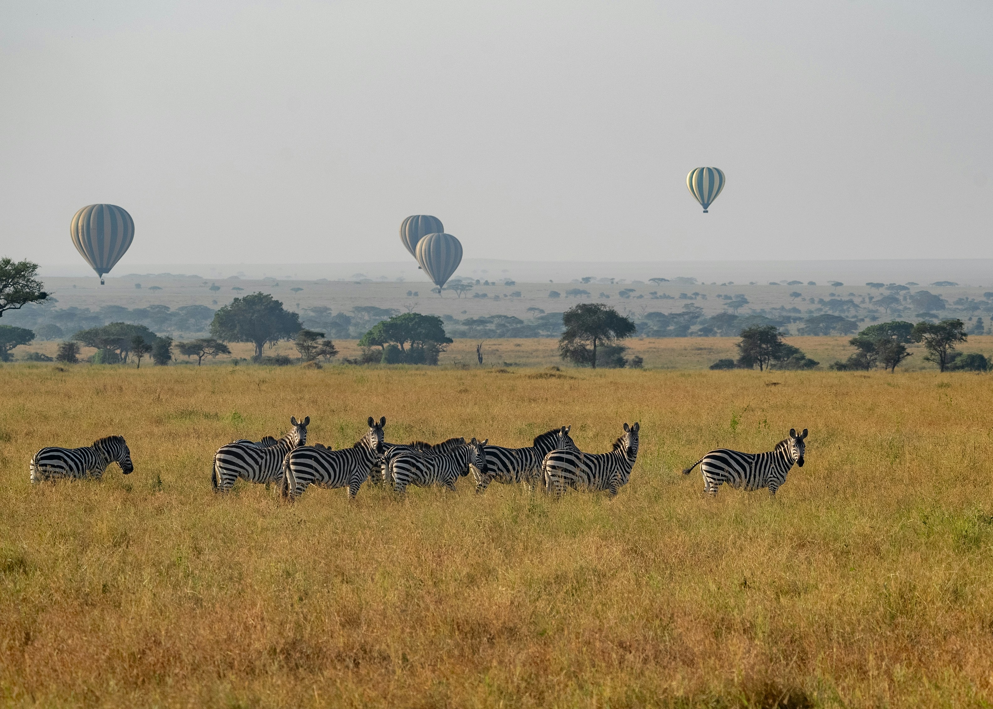 Group Travel to Botswana: Why It’s Perfect for European Friends, Clubs and Travel Groups - Group Travel Logistics in Botswana