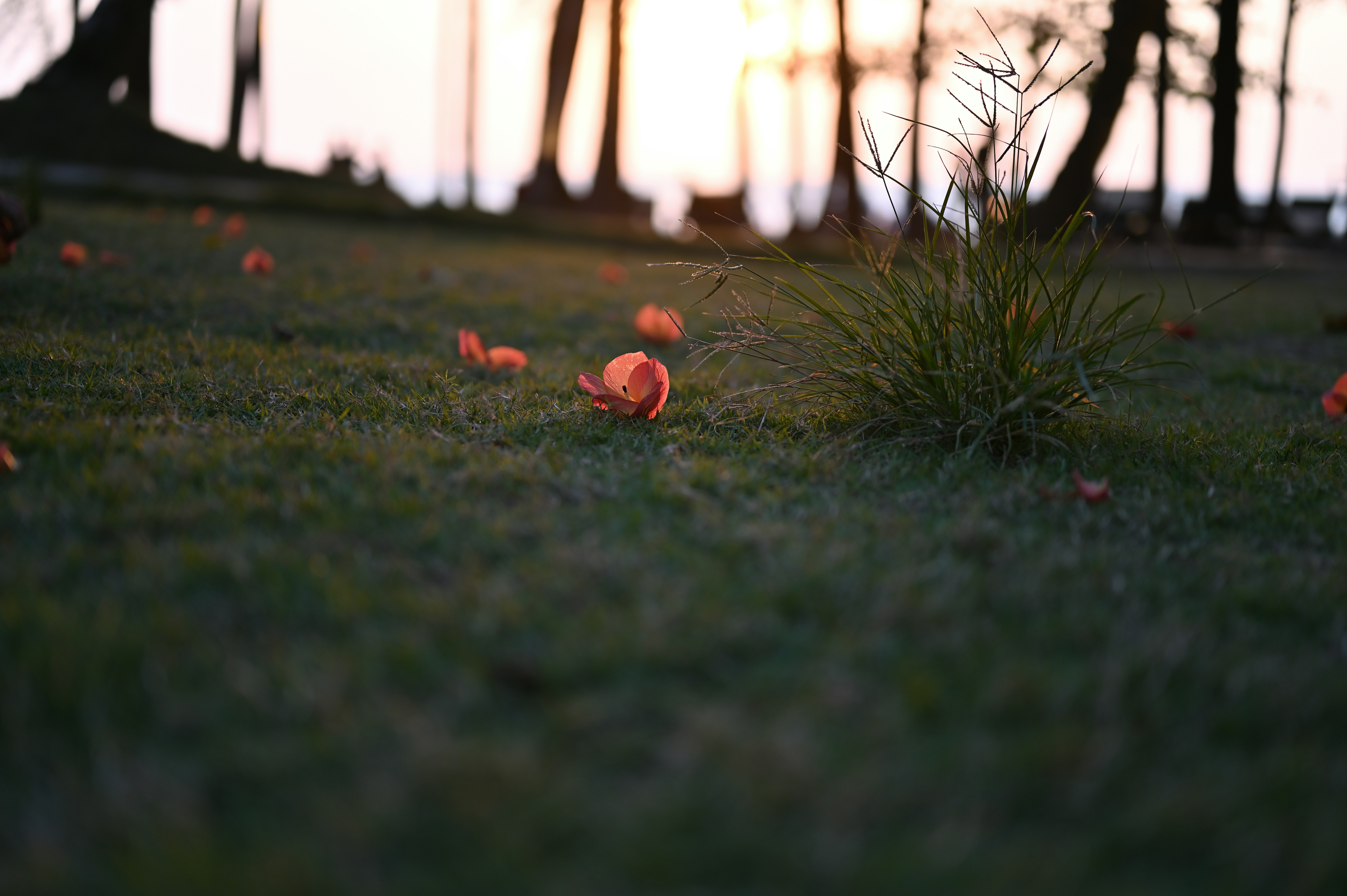 a grassy field with a bunch of flowers on it
