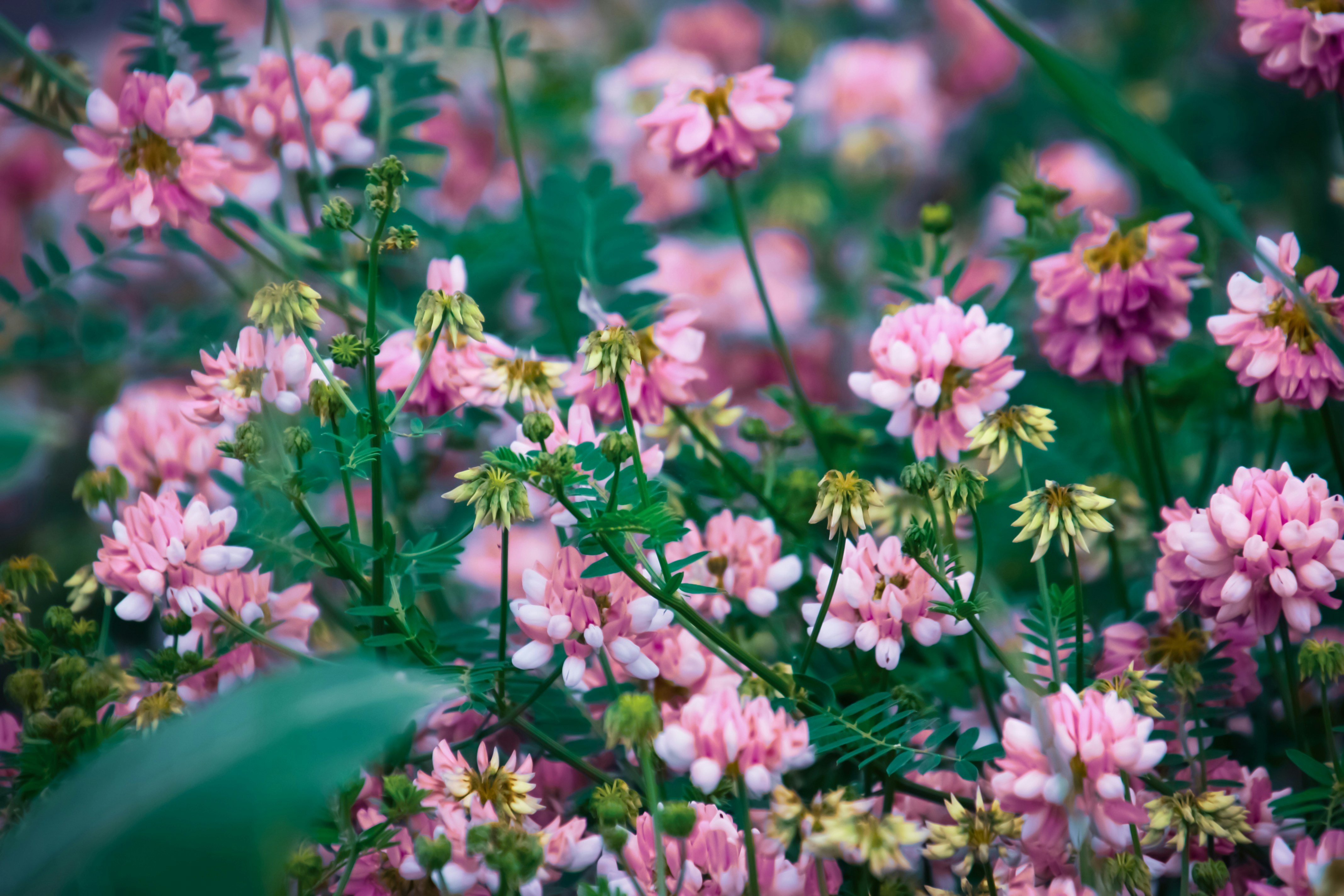 Photo by anthonyaird