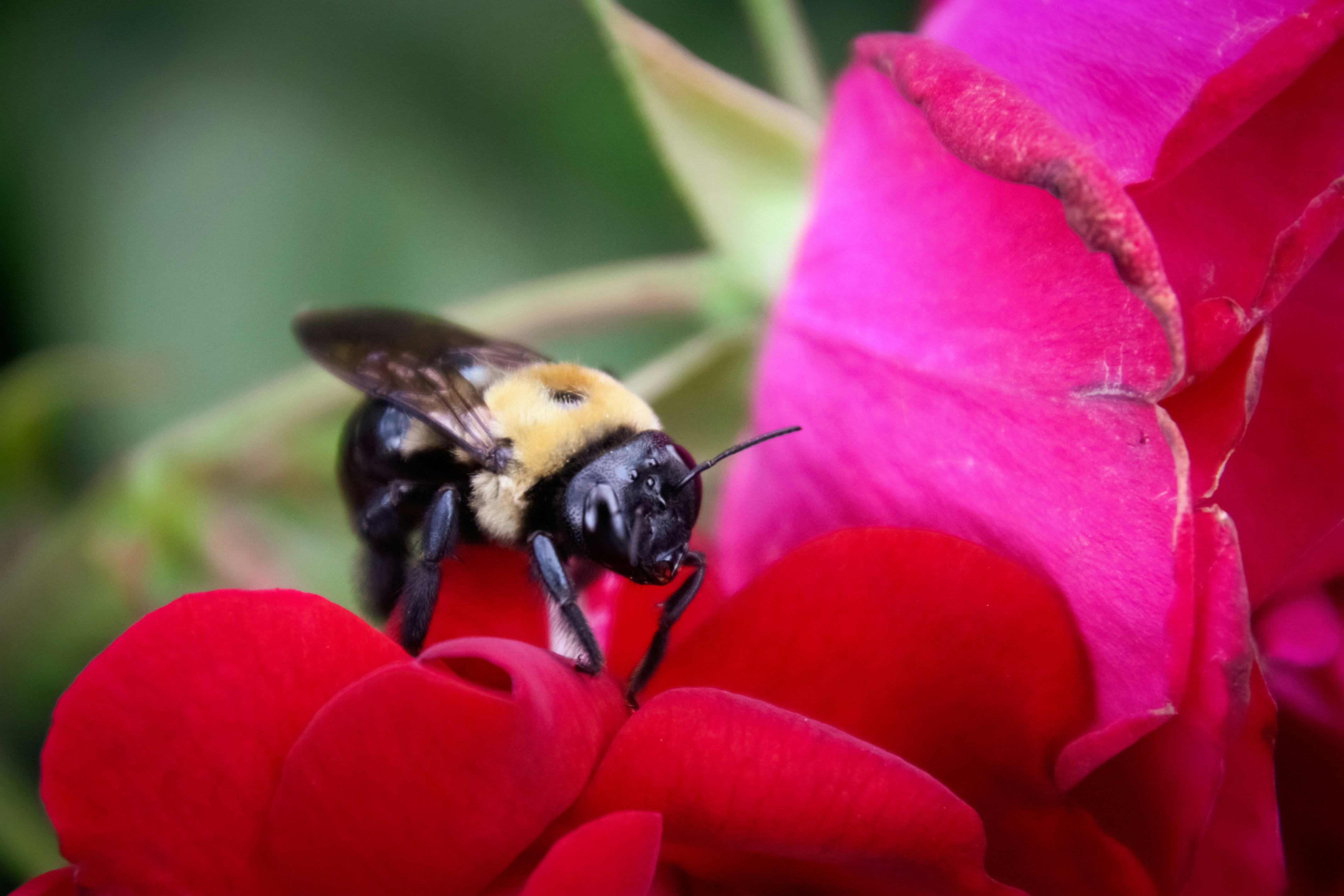 Photo by anthonyaird