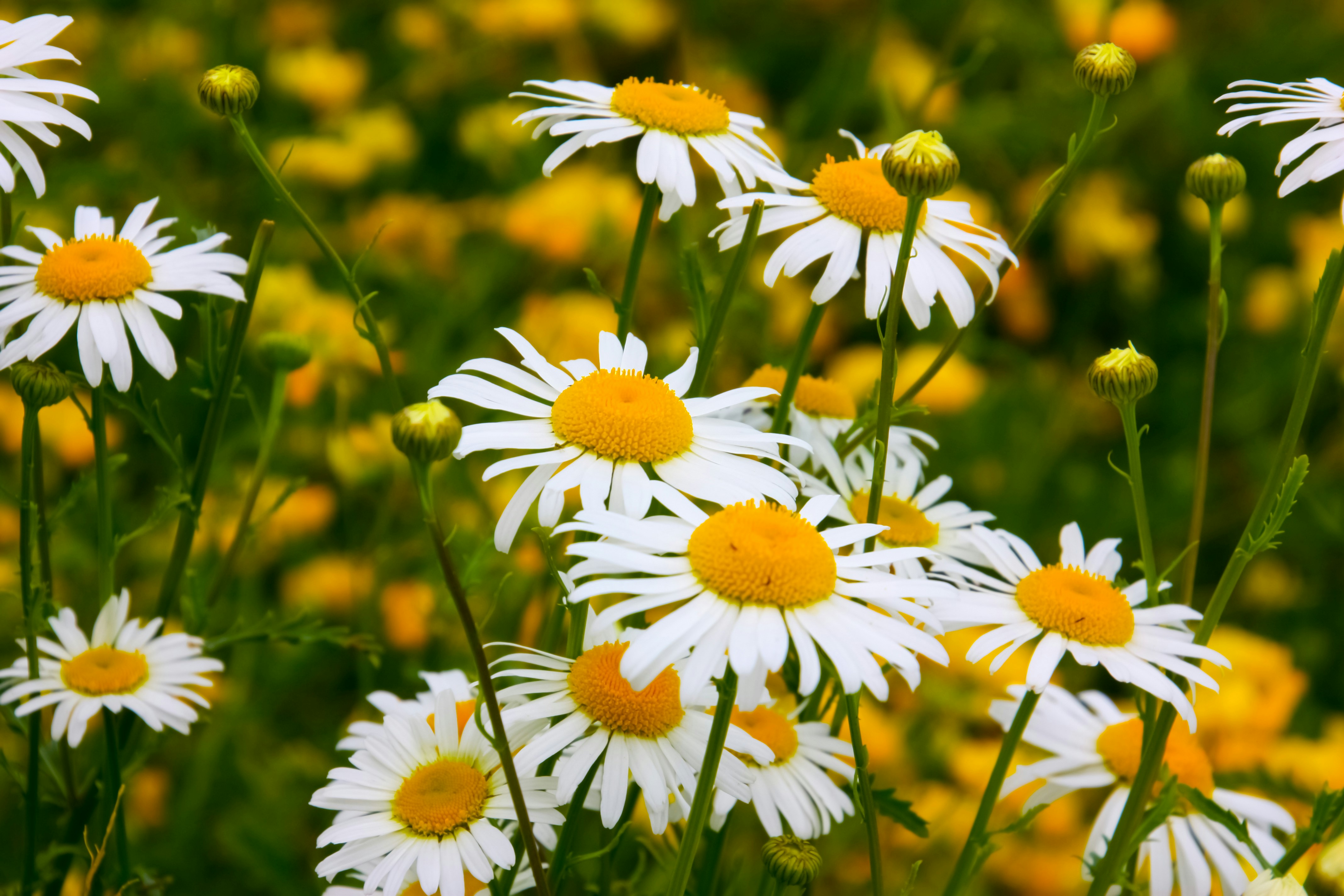 Photo by anthonyaird