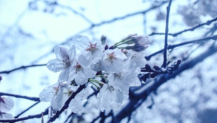 a close up of a tree with white flowers