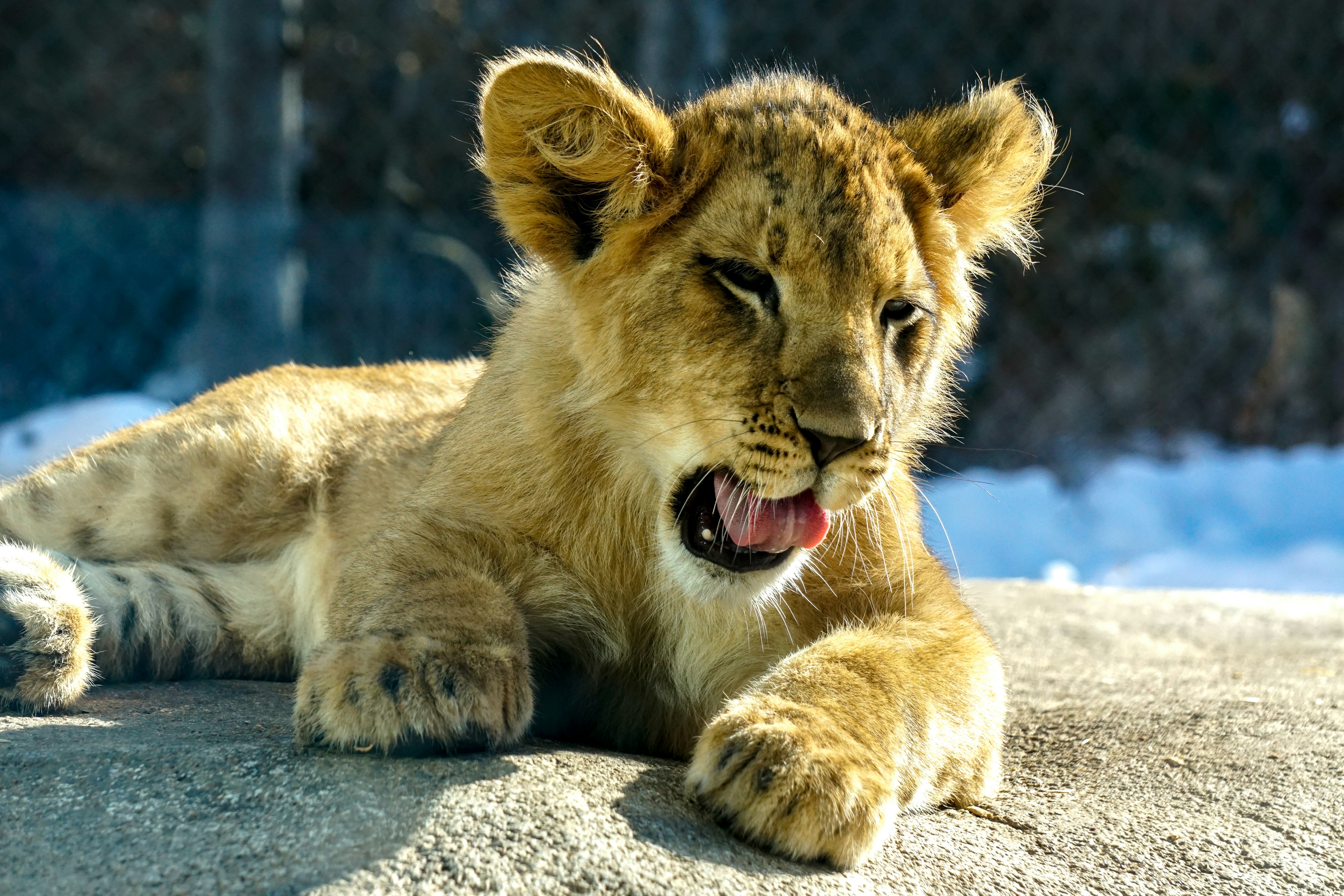 3. Prides Can Be Surprisingly Small (image credits: unsplash)