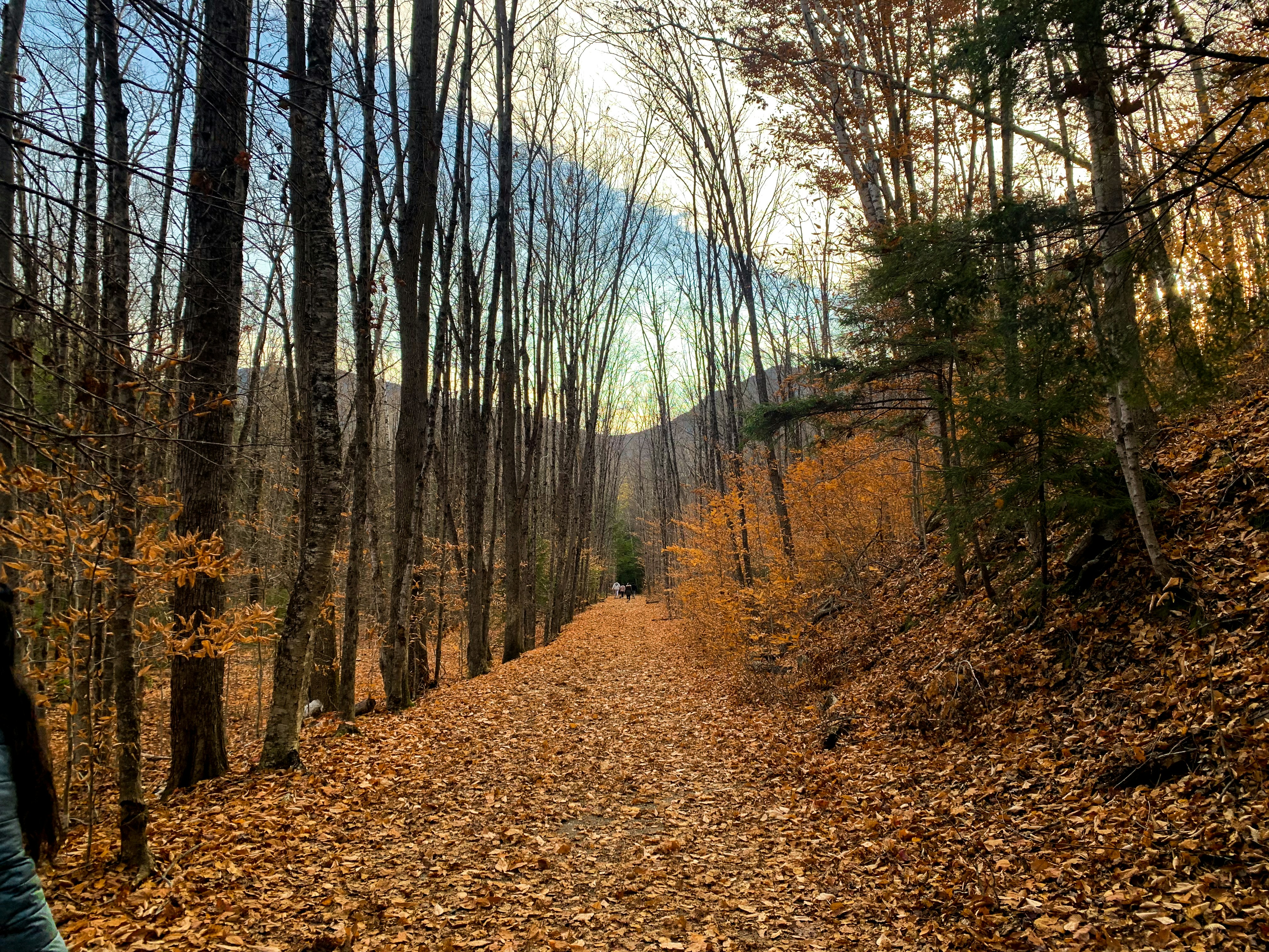 a path in the woods with lots of leaves on the ground