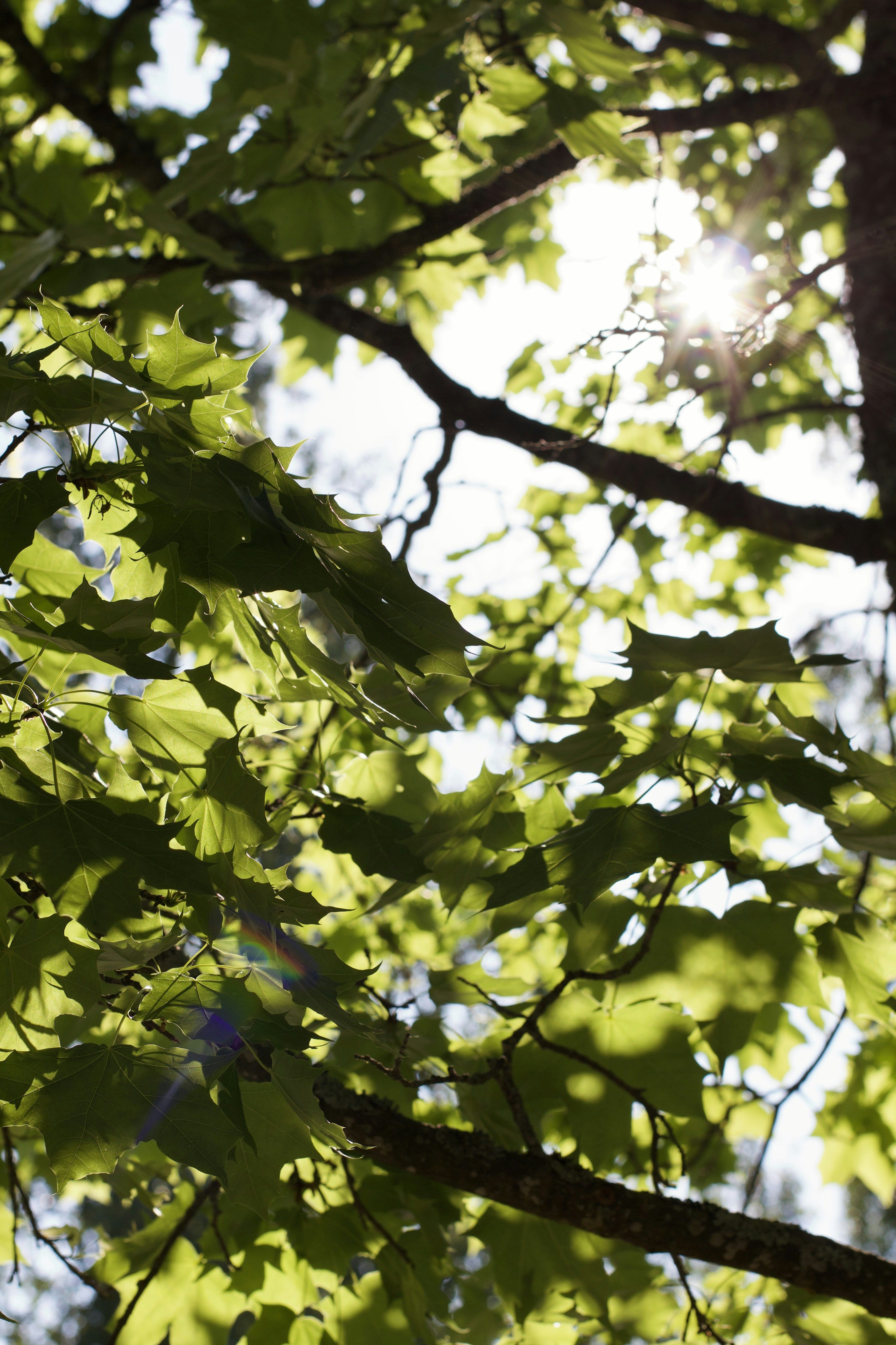 the sun shines through the leaves of a tree