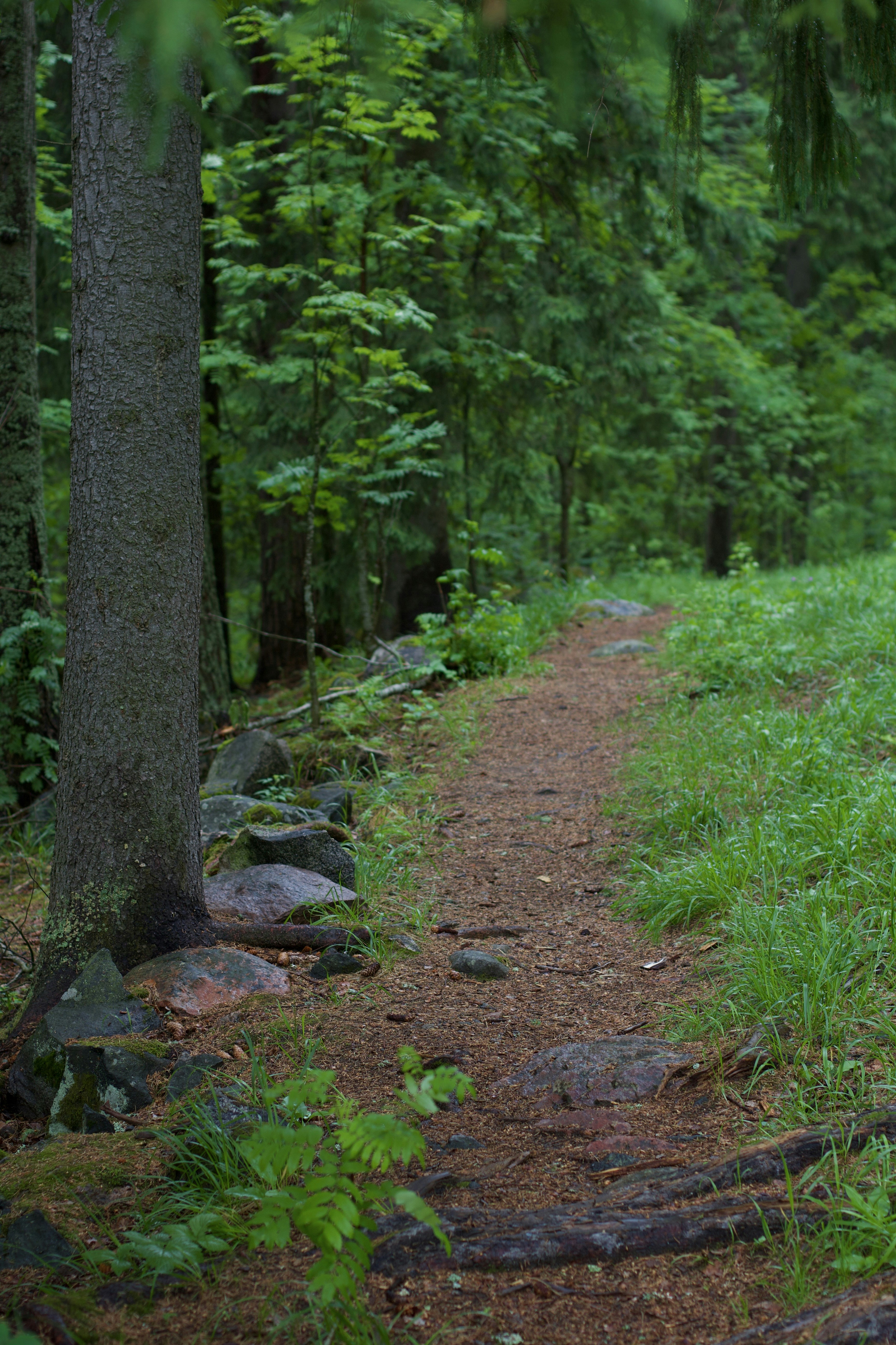hiking trail forest, ilustrasi artikel Step Up Your Hike: The Best Hiking Socks to Conquer Blisters 4