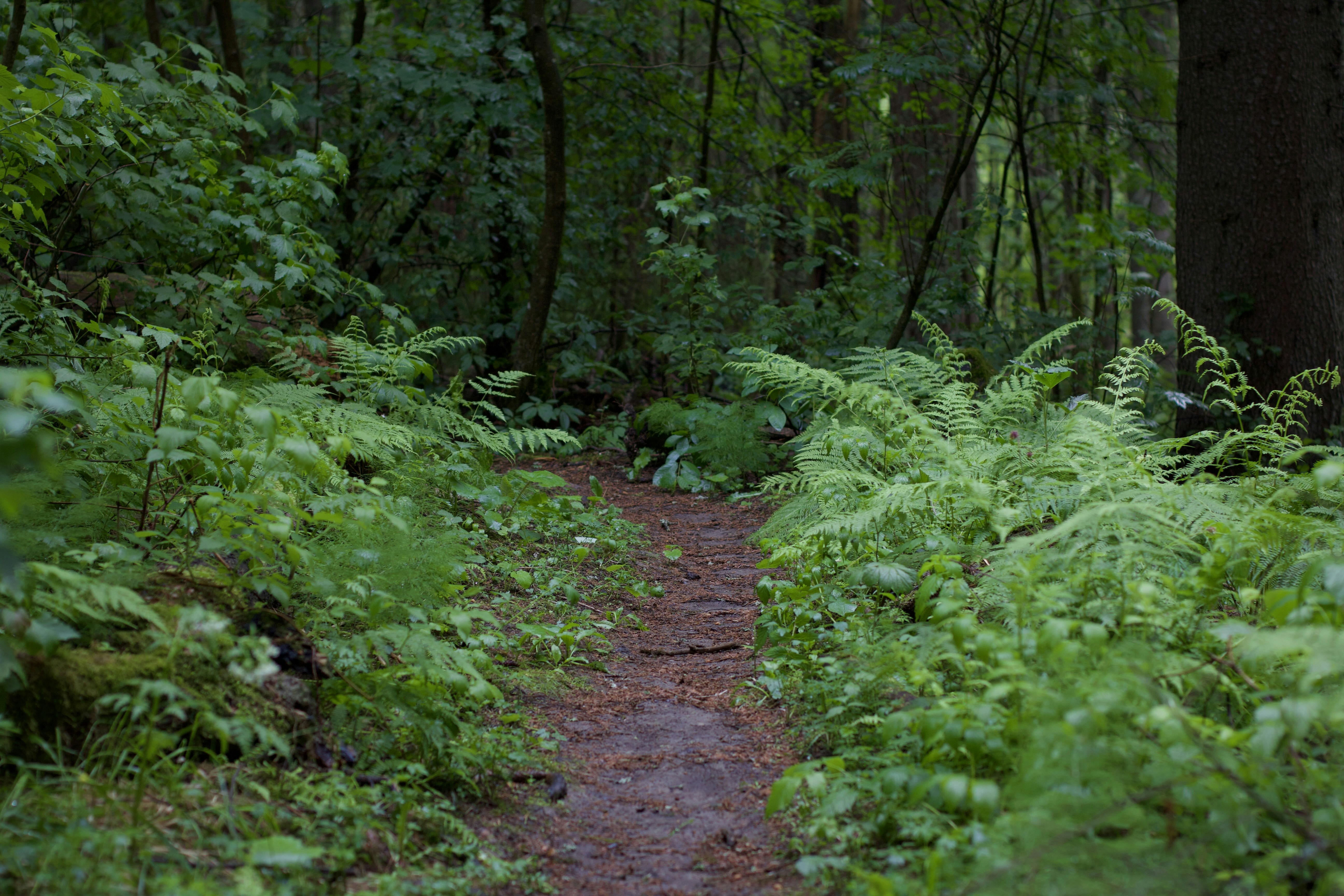 hiking trail forest, ilustrasi artikel Step Up Your Hike: The Best Hiking Socks to Conquer Blisters 6