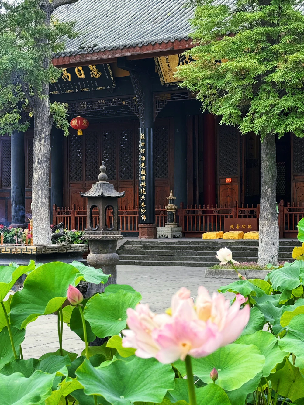 Pink lotus in front of a temple in Beijing