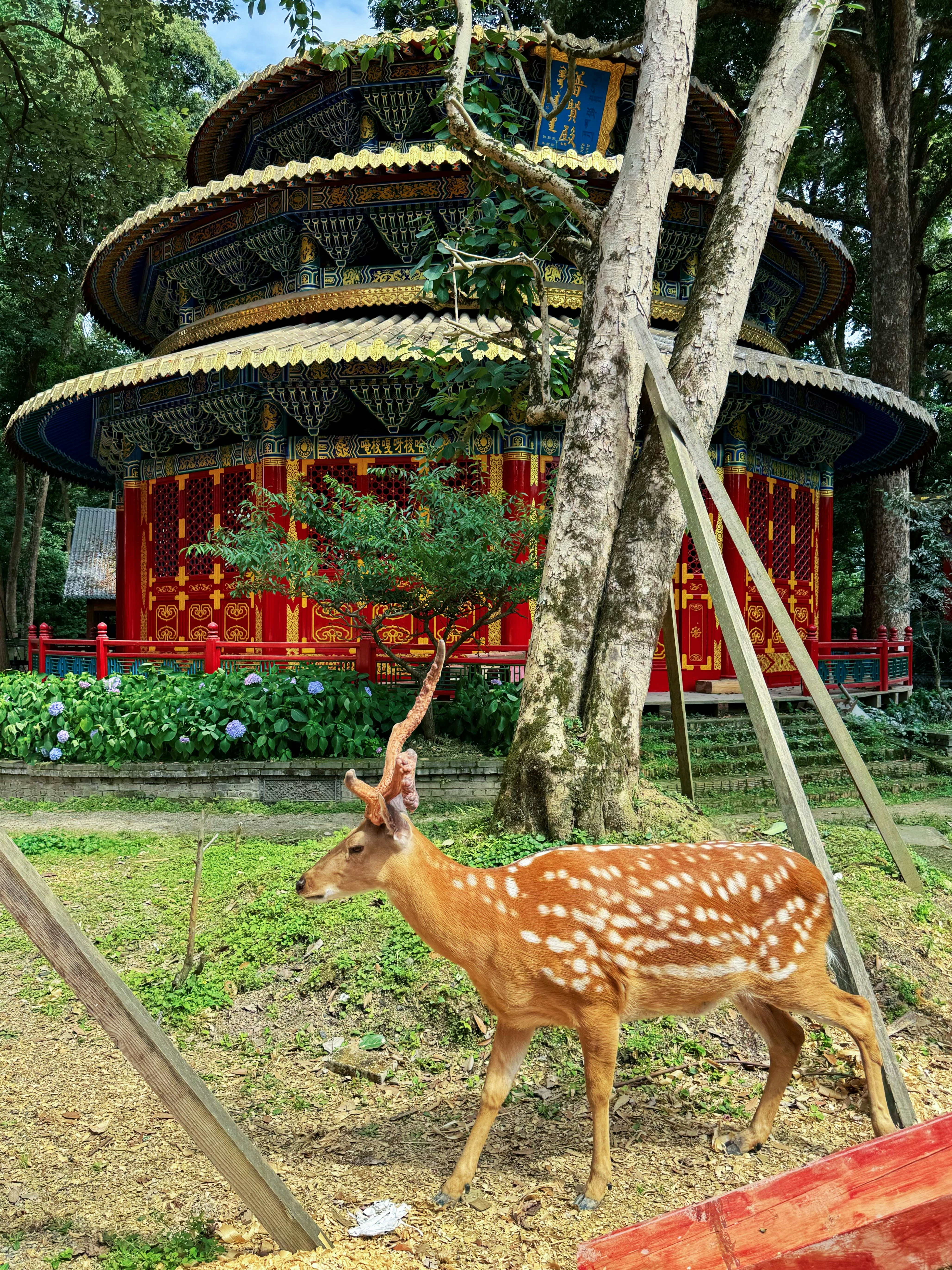 a deer is standing in front of a pagoda