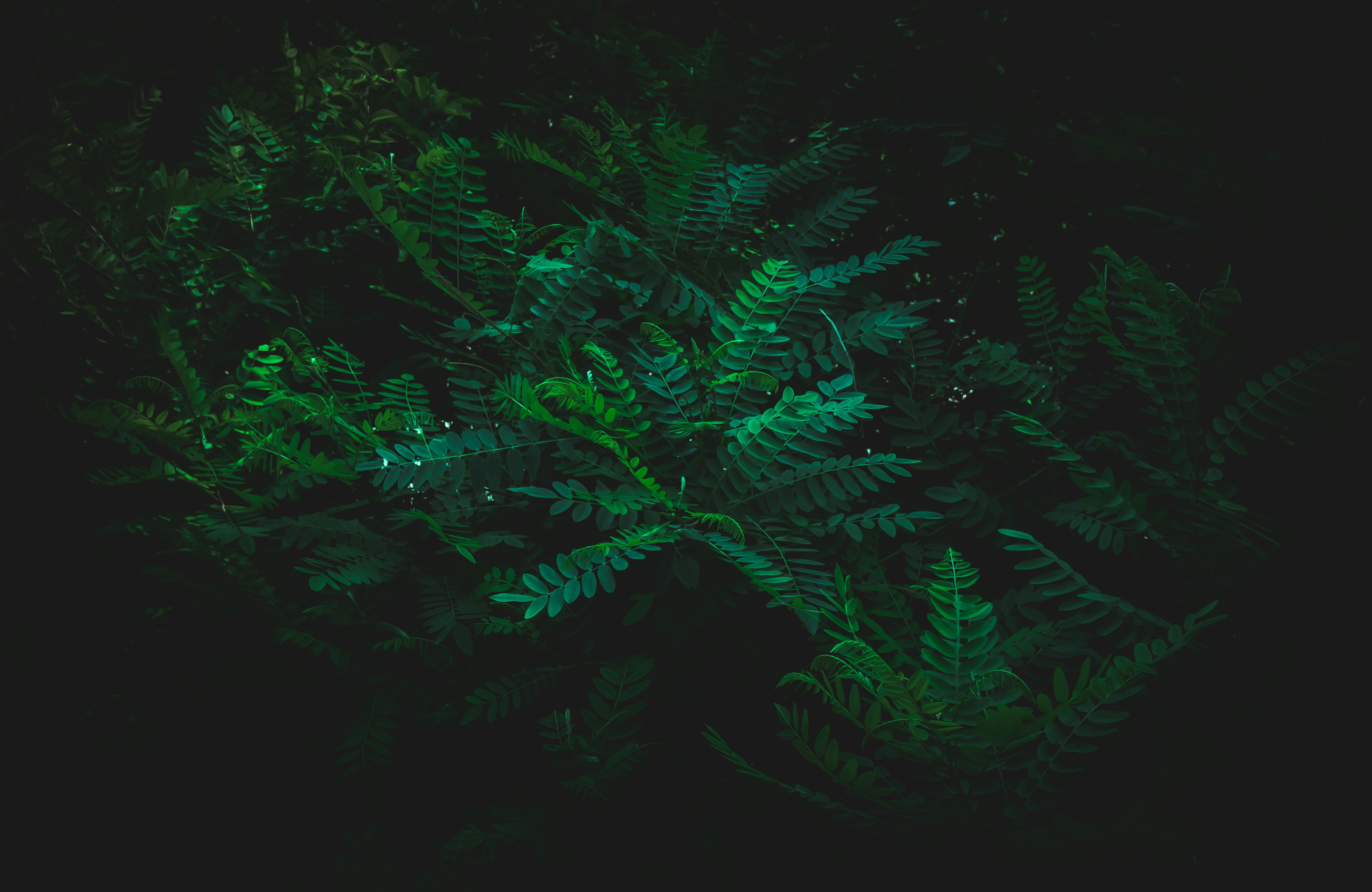 Dark neon jungle plant