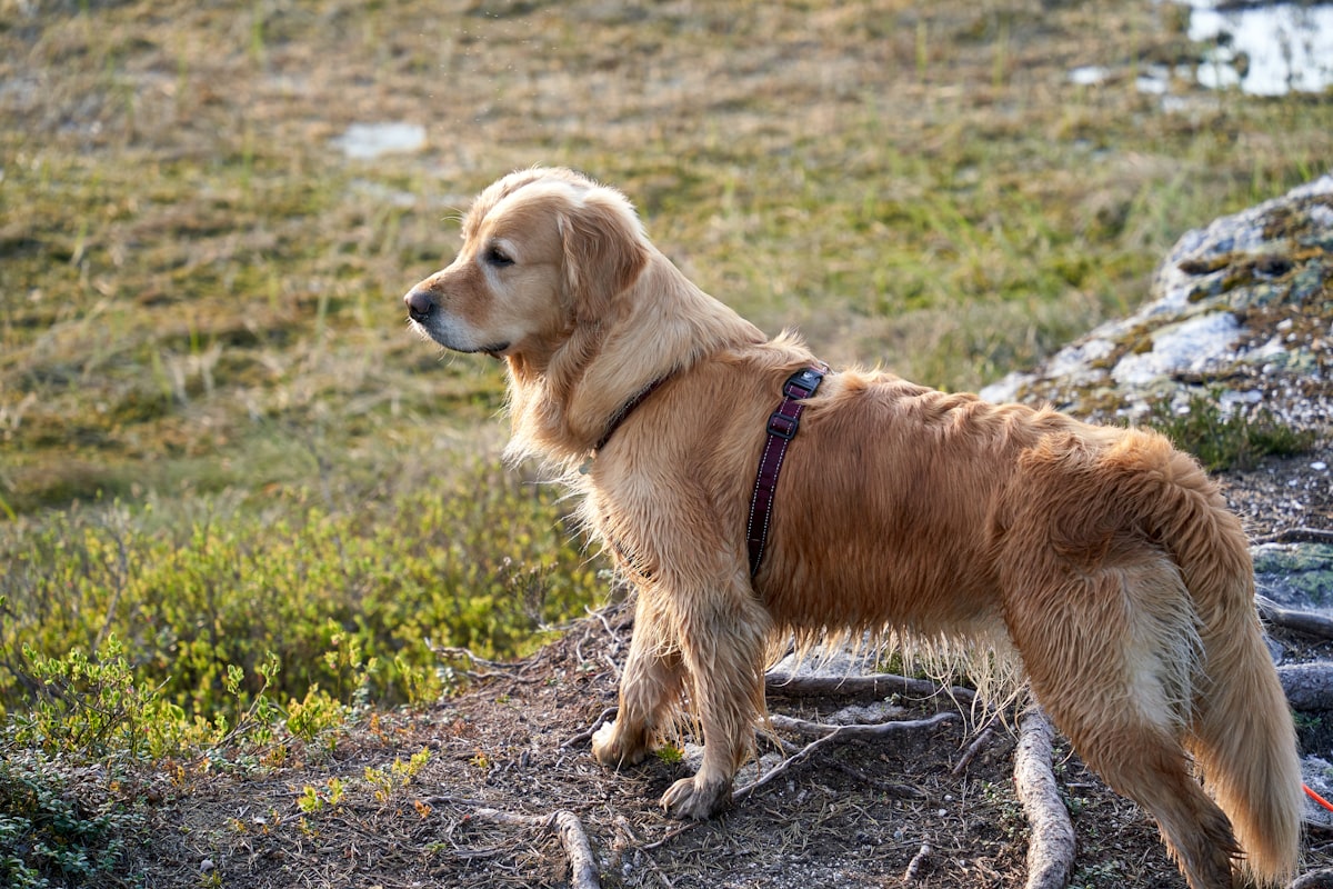 Dog standing alert on grassy field