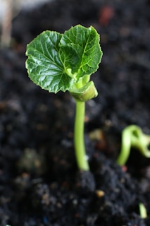 A young plant sprouts from the ground