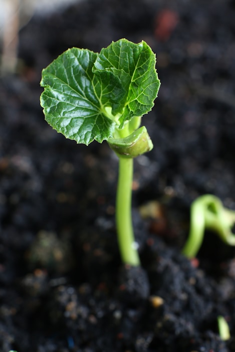 A young plant sprouts from the ground