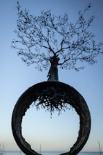 A tree is growing out of a circular object