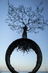 A tree is growing out of a circular object