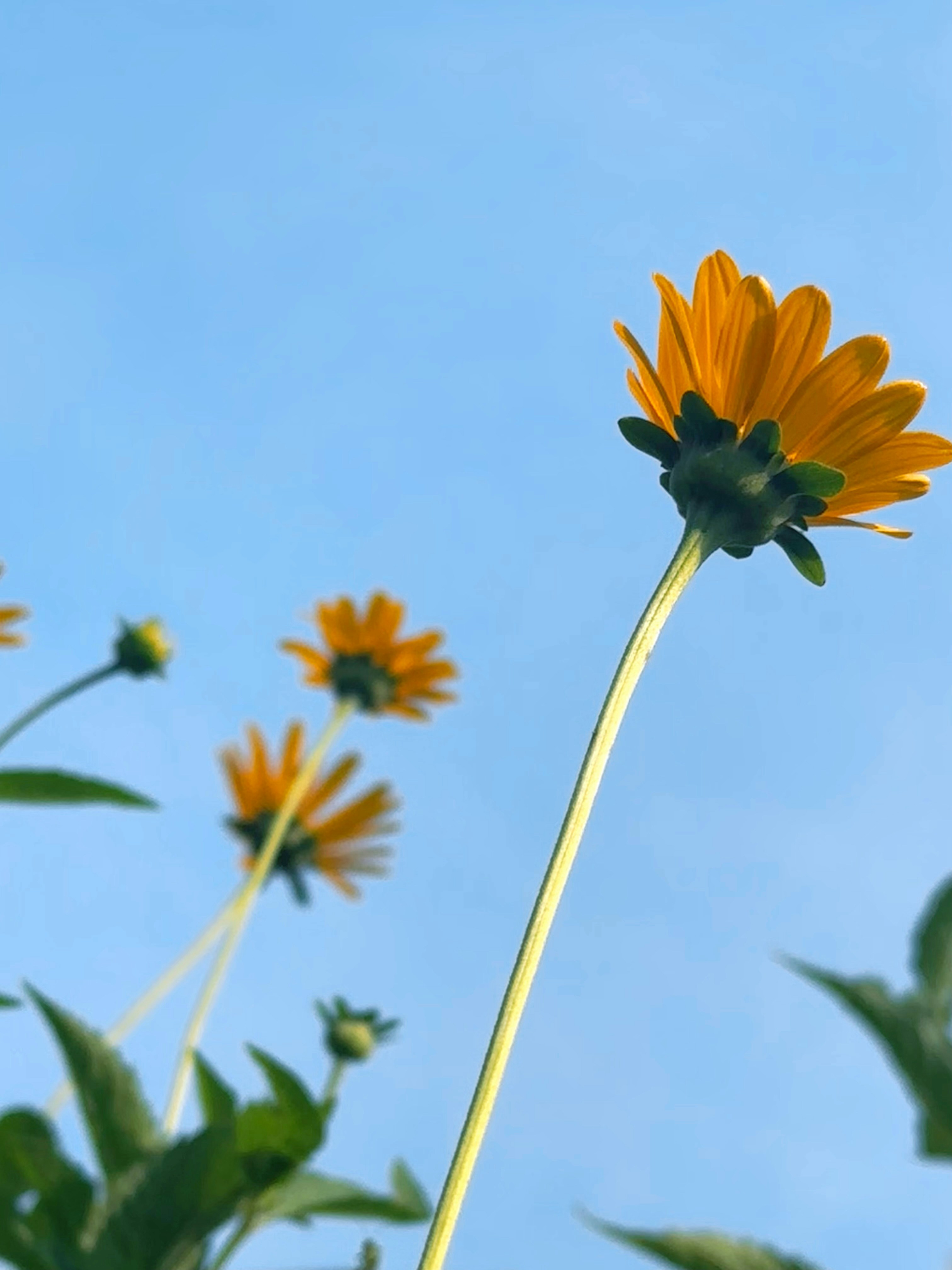 A close up of a yellow flower with a blue sky in the background