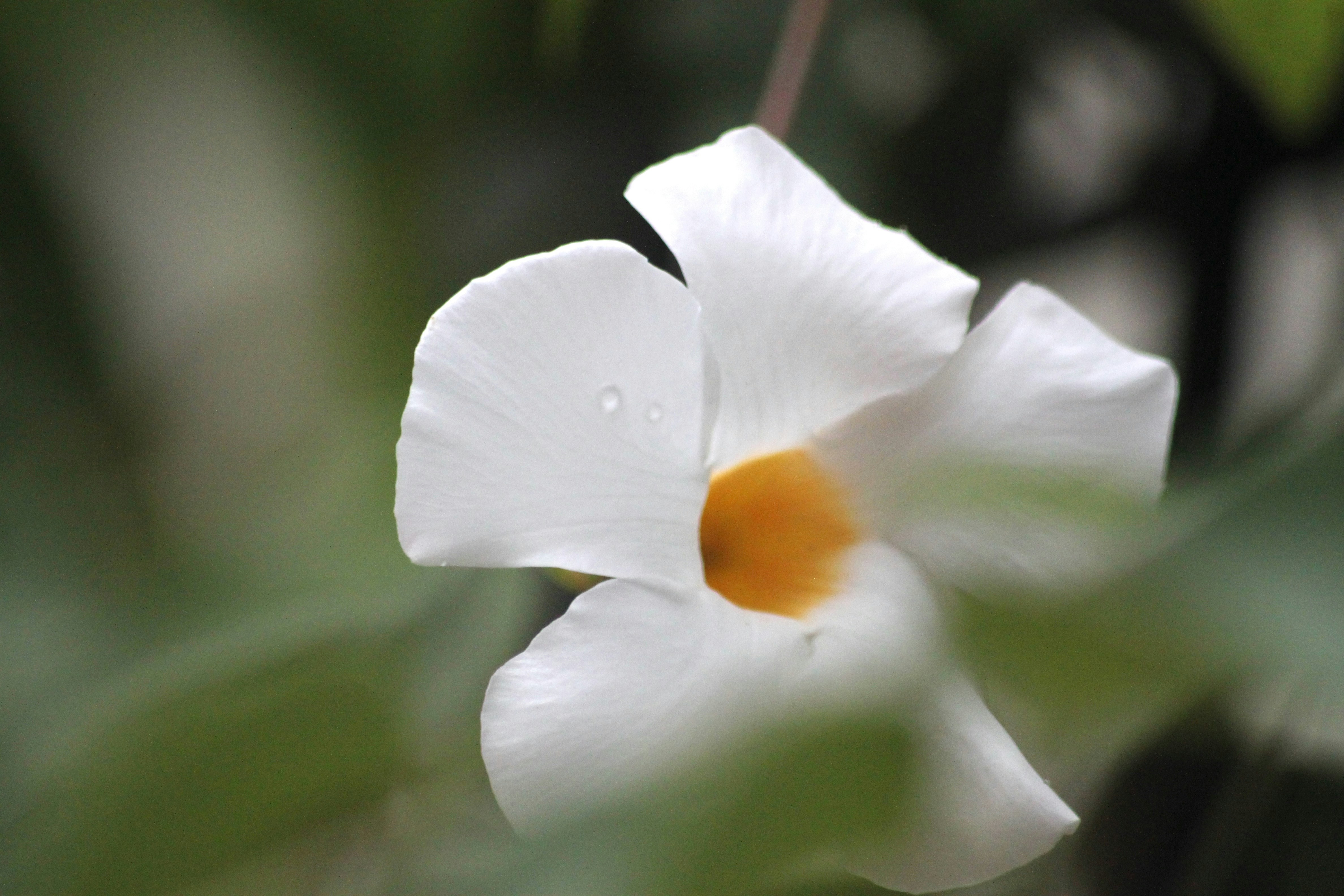 Photo by rahul_saraf