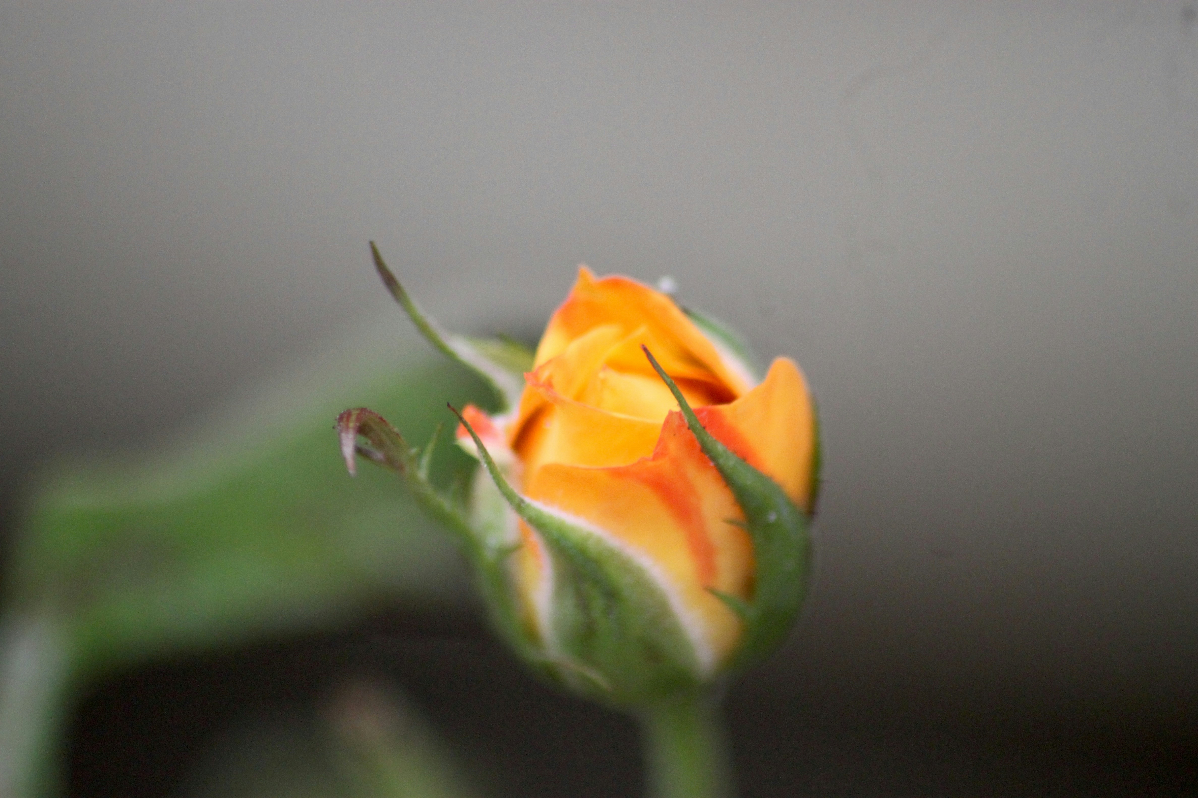 Photo by rahul_saraf