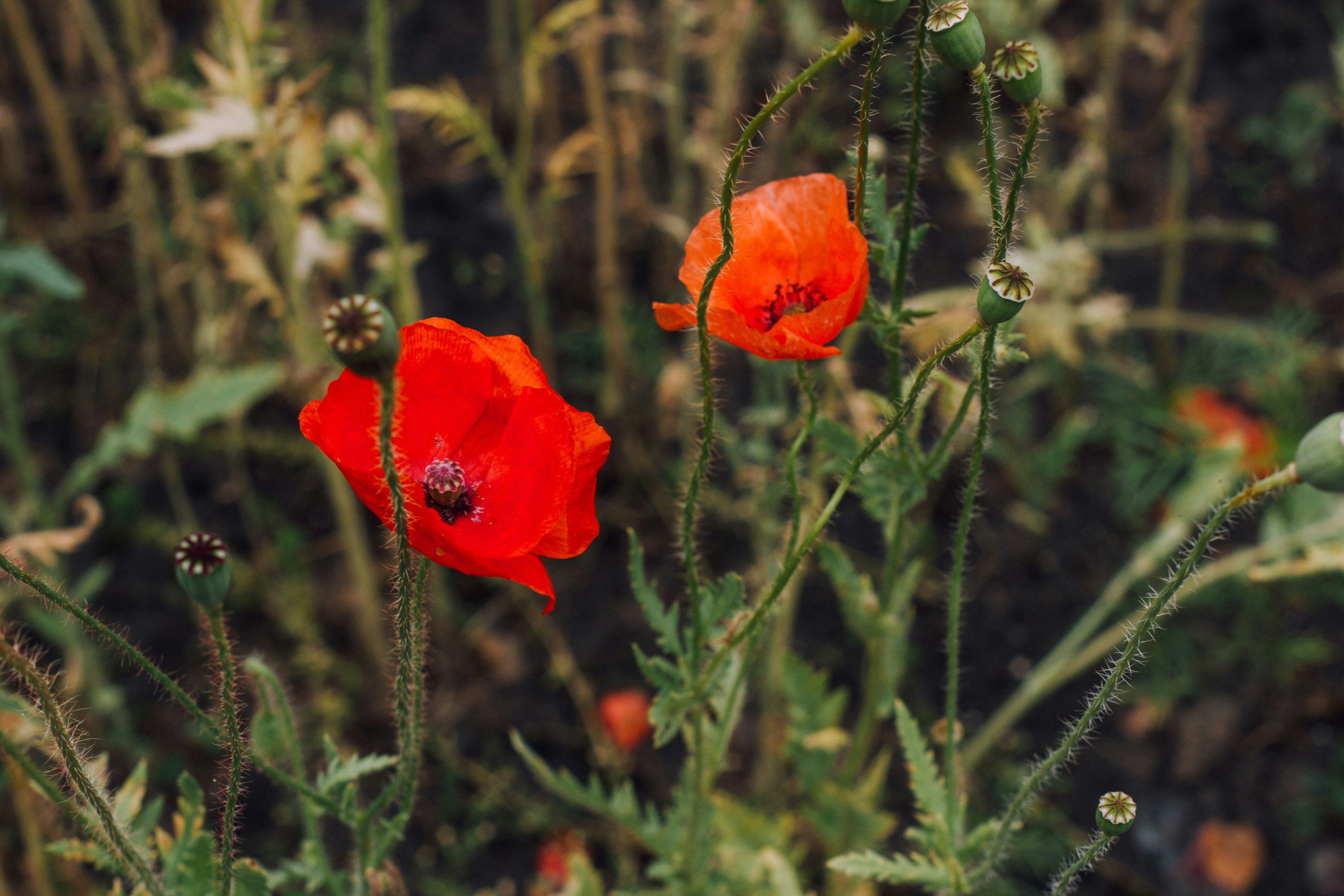 Photo by svladimira