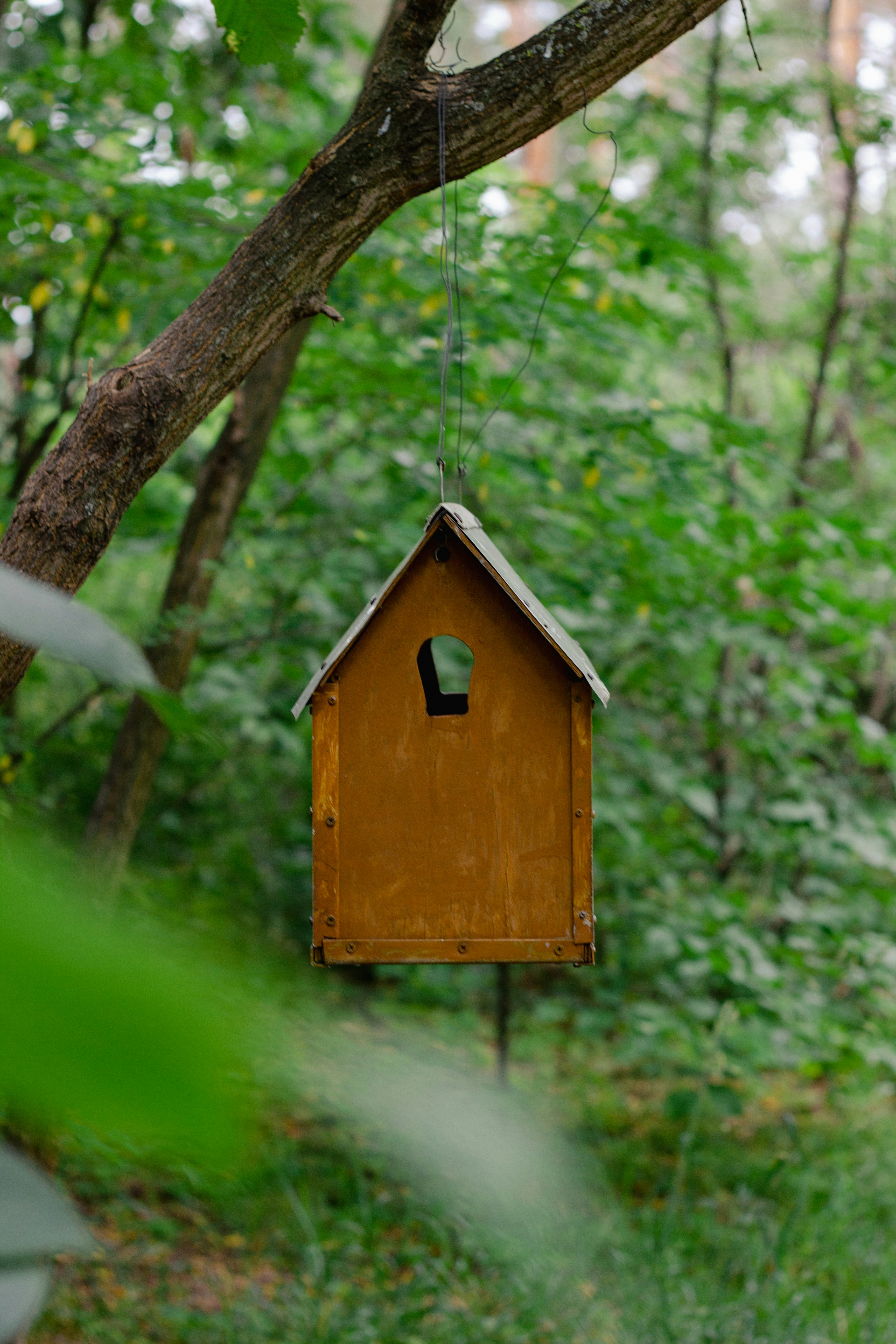 Una casetta per uccelli appesa a un albero nel bosco