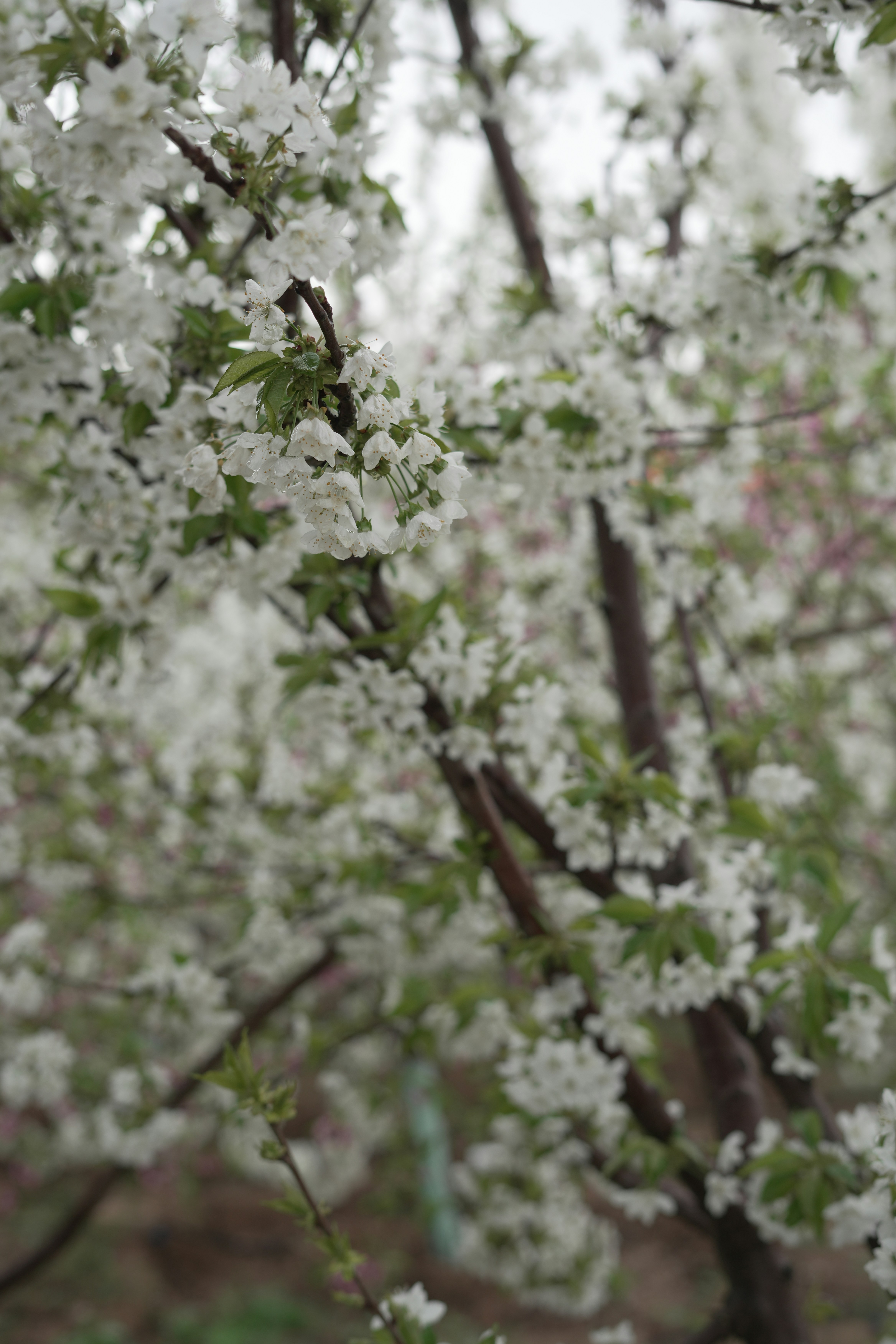 Photo by rezanoori_net