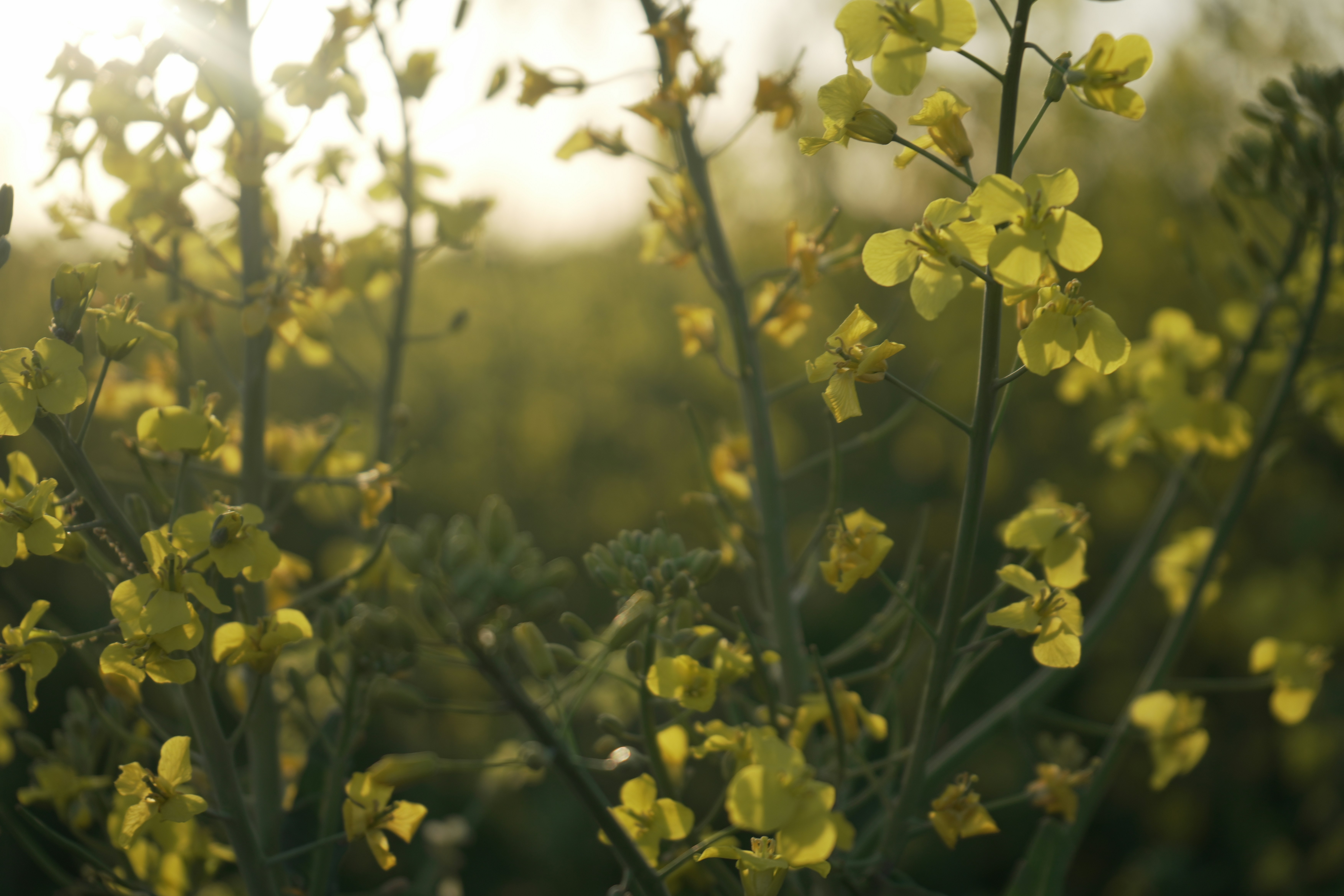 Photo by rezanoori_net