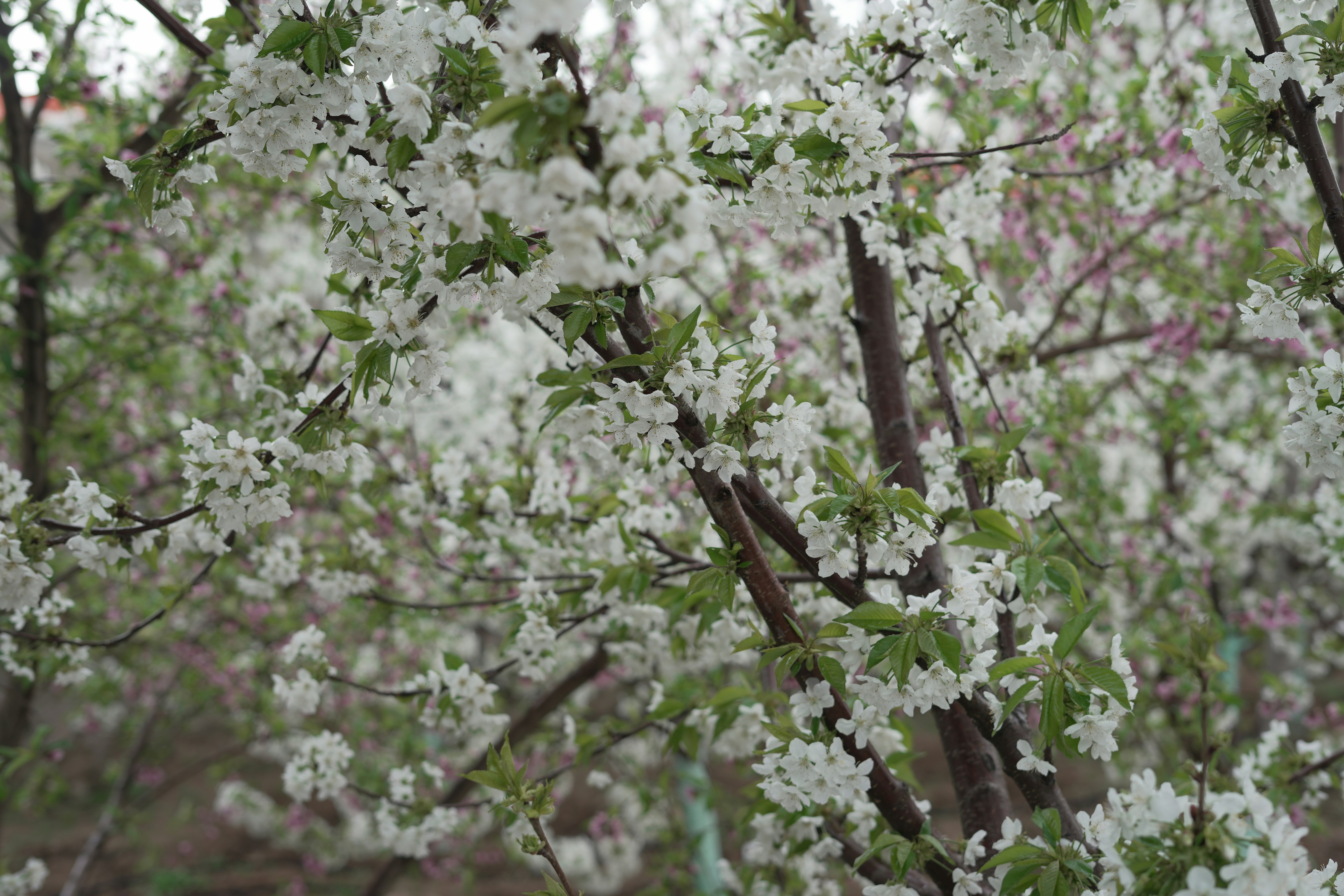 Photo by rezanoori_net