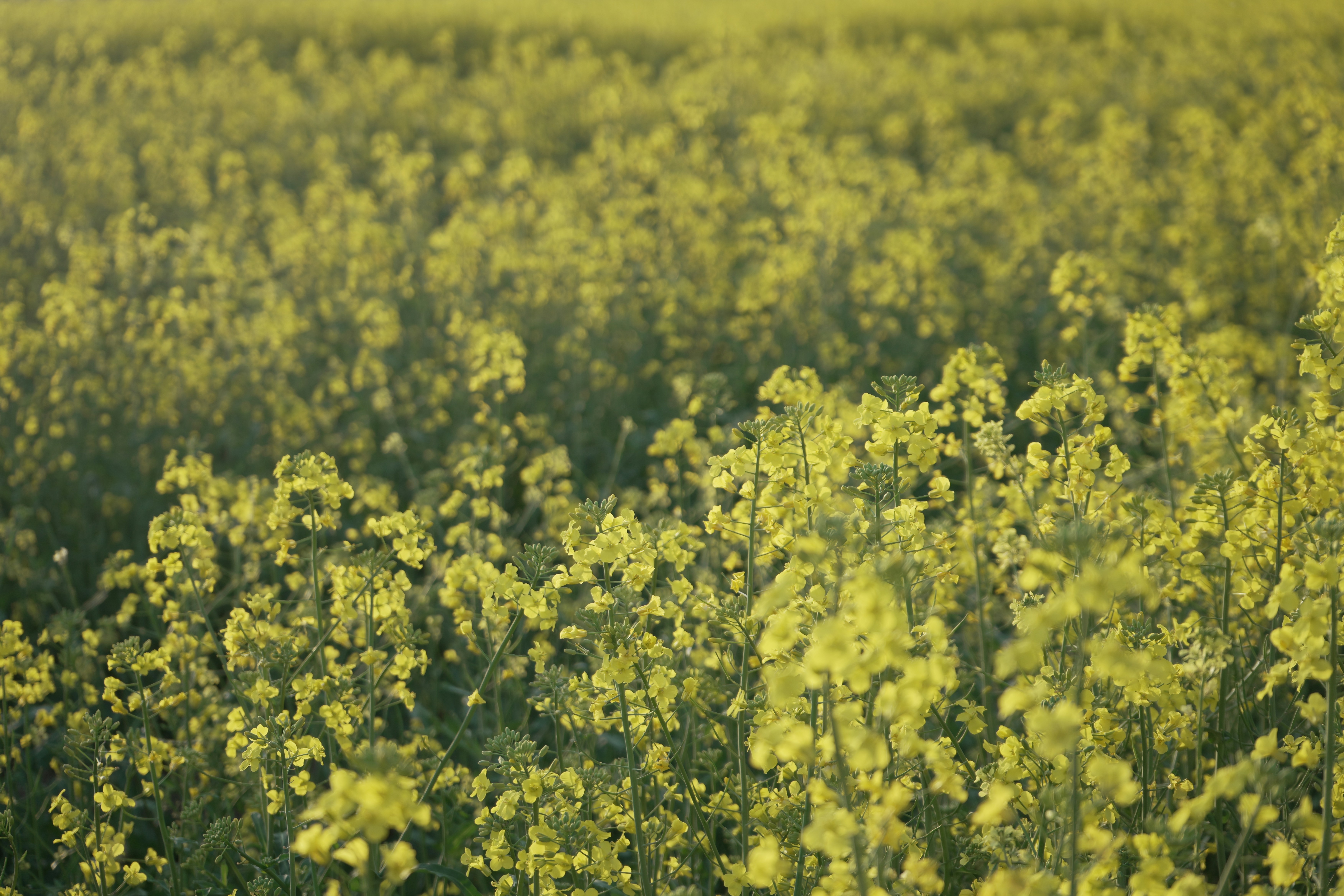 Photo by rezanoori_net