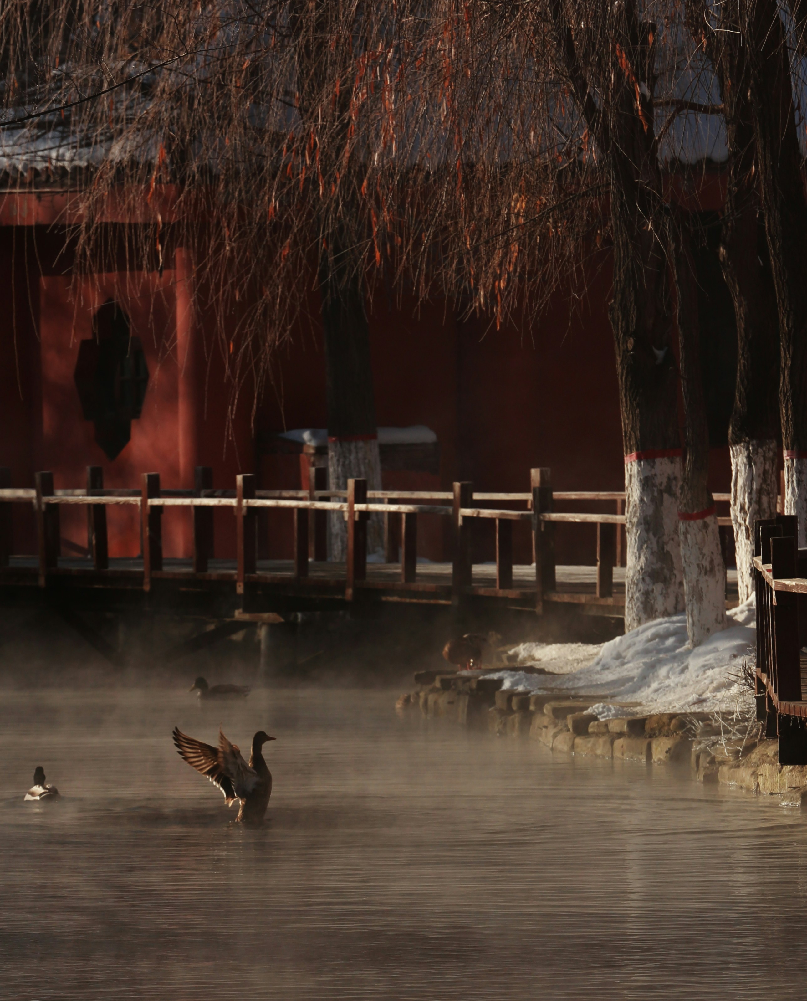 A group of birds standing on top of a body of water